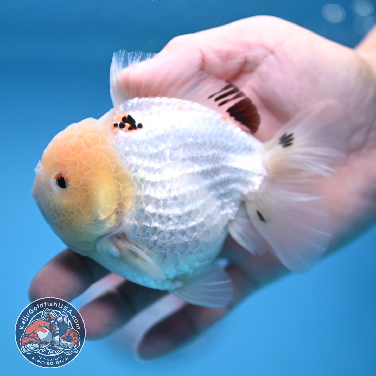 Panda Oranda 3.5 inch Body (251114_OR02)
