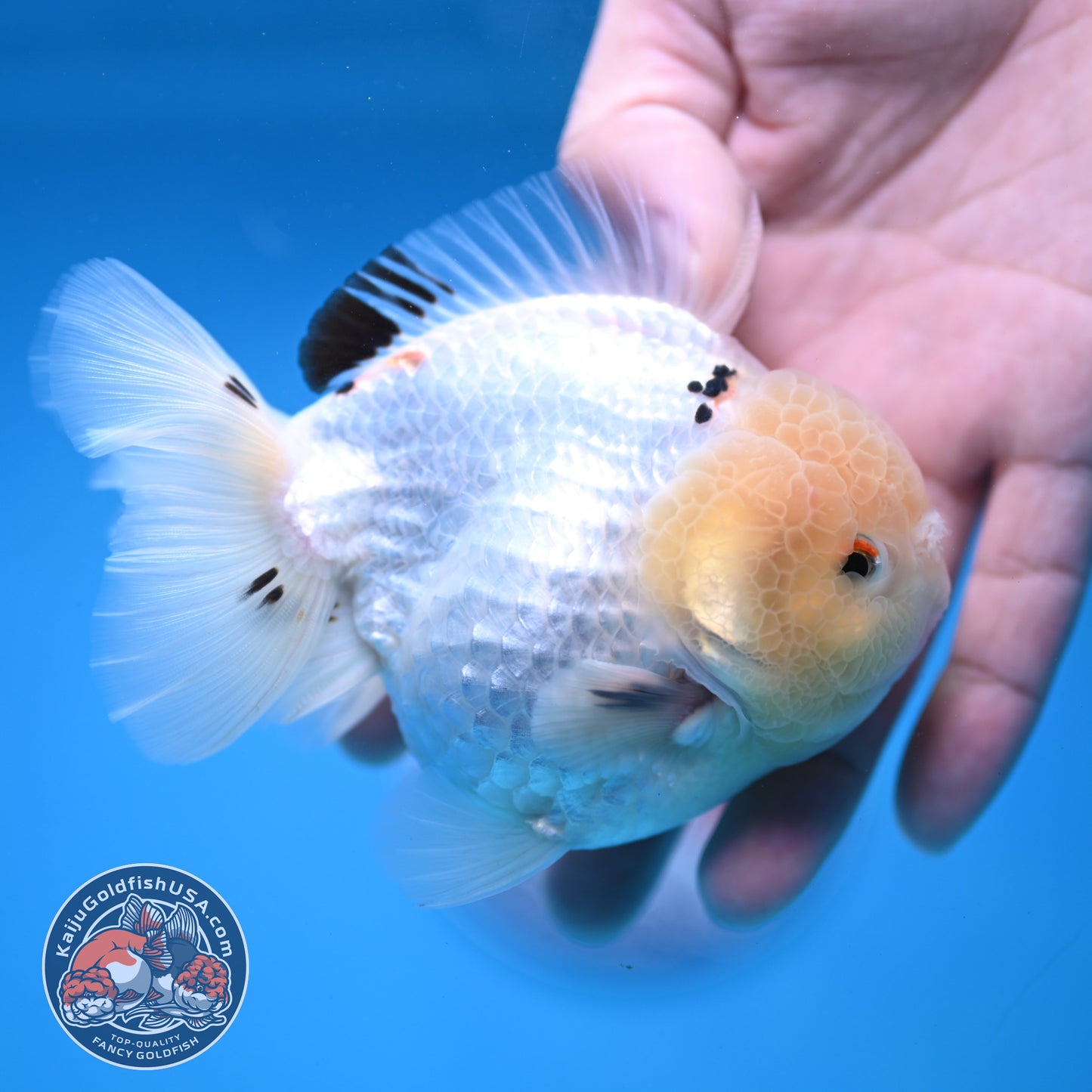 Panda Oranda 3.5 inch Body (251114_OR02)
