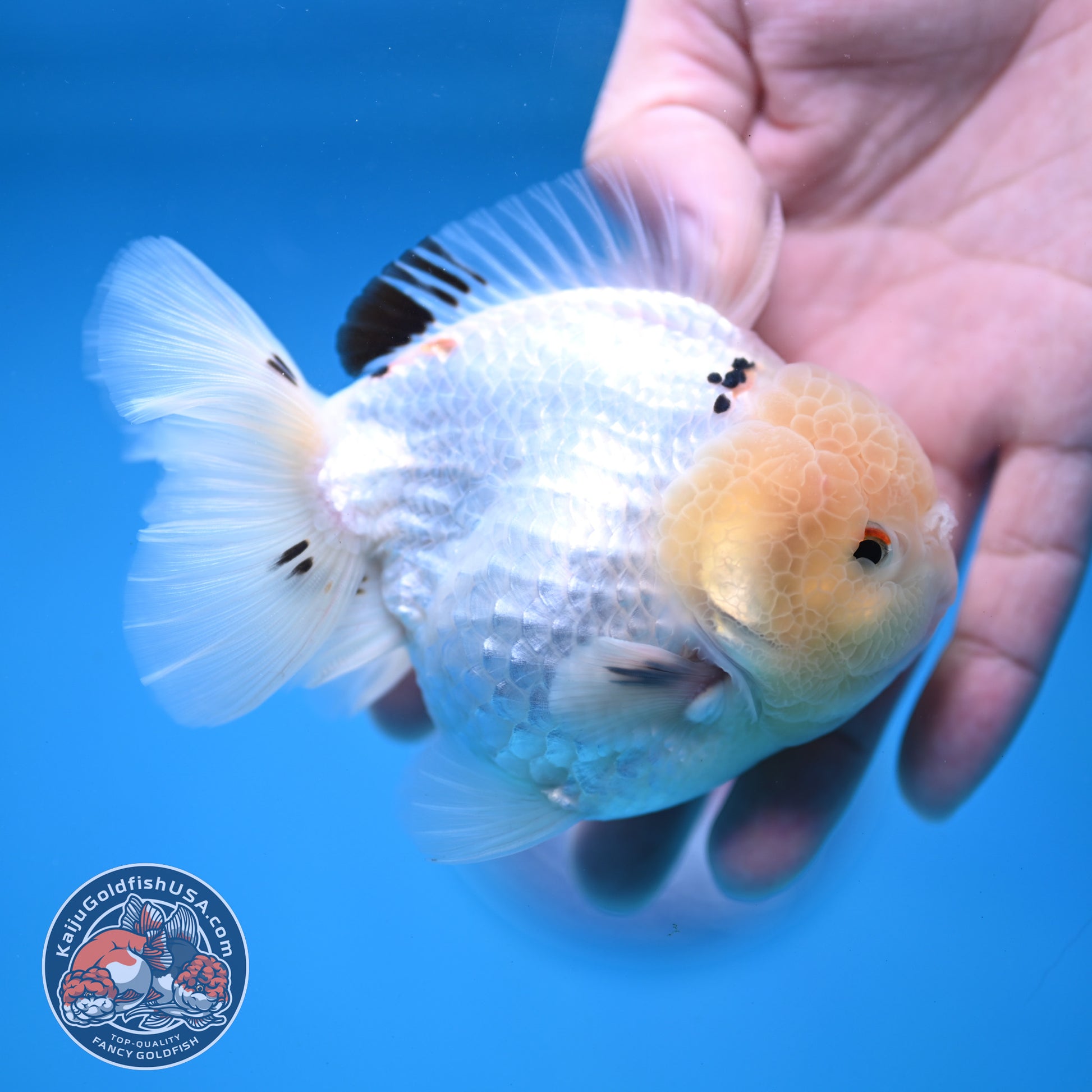 Panda Oranda 3.5 inch Body (251114_OR02)