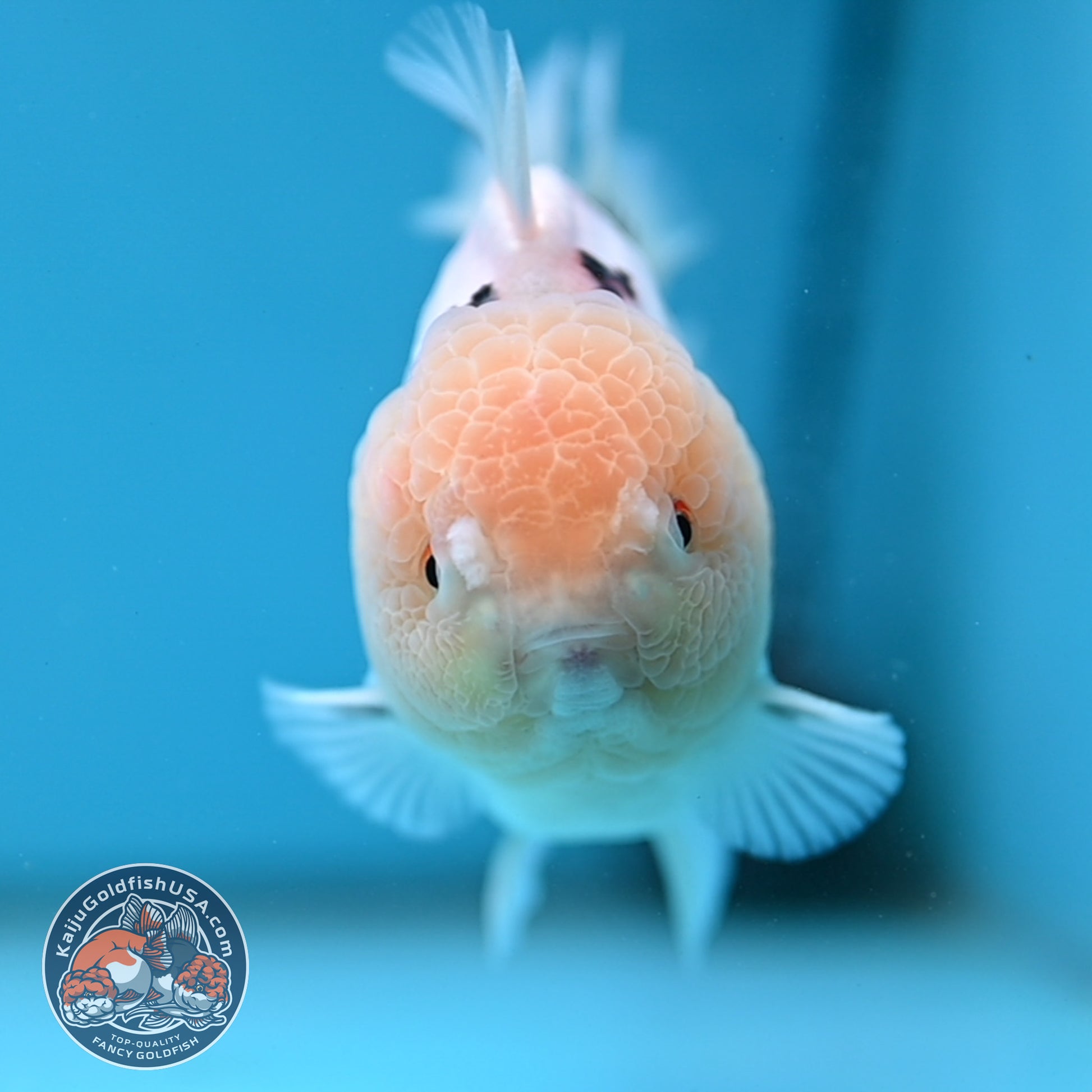 Panda Oranda 3.5 inch Body (251114_OR02)