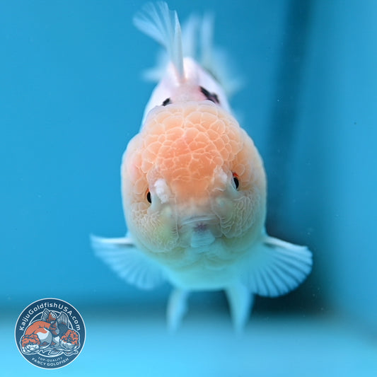 Panda Oranda 3.5 inch Body (251114_OR02)