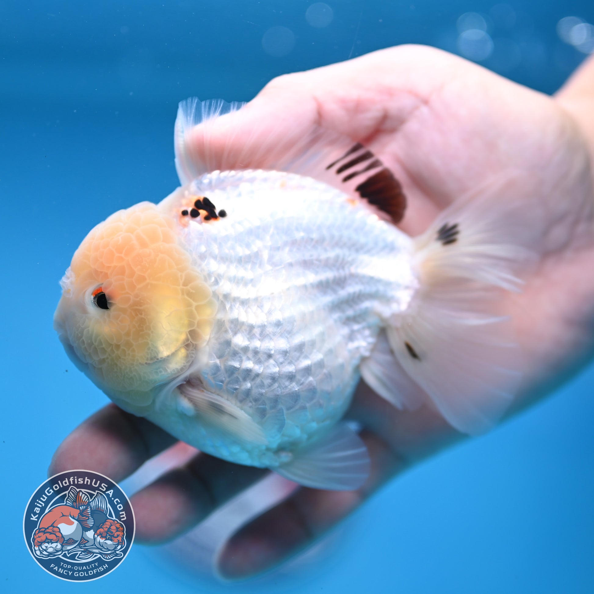 Panda Oranda 3.5 inch Body (251114_OR02)