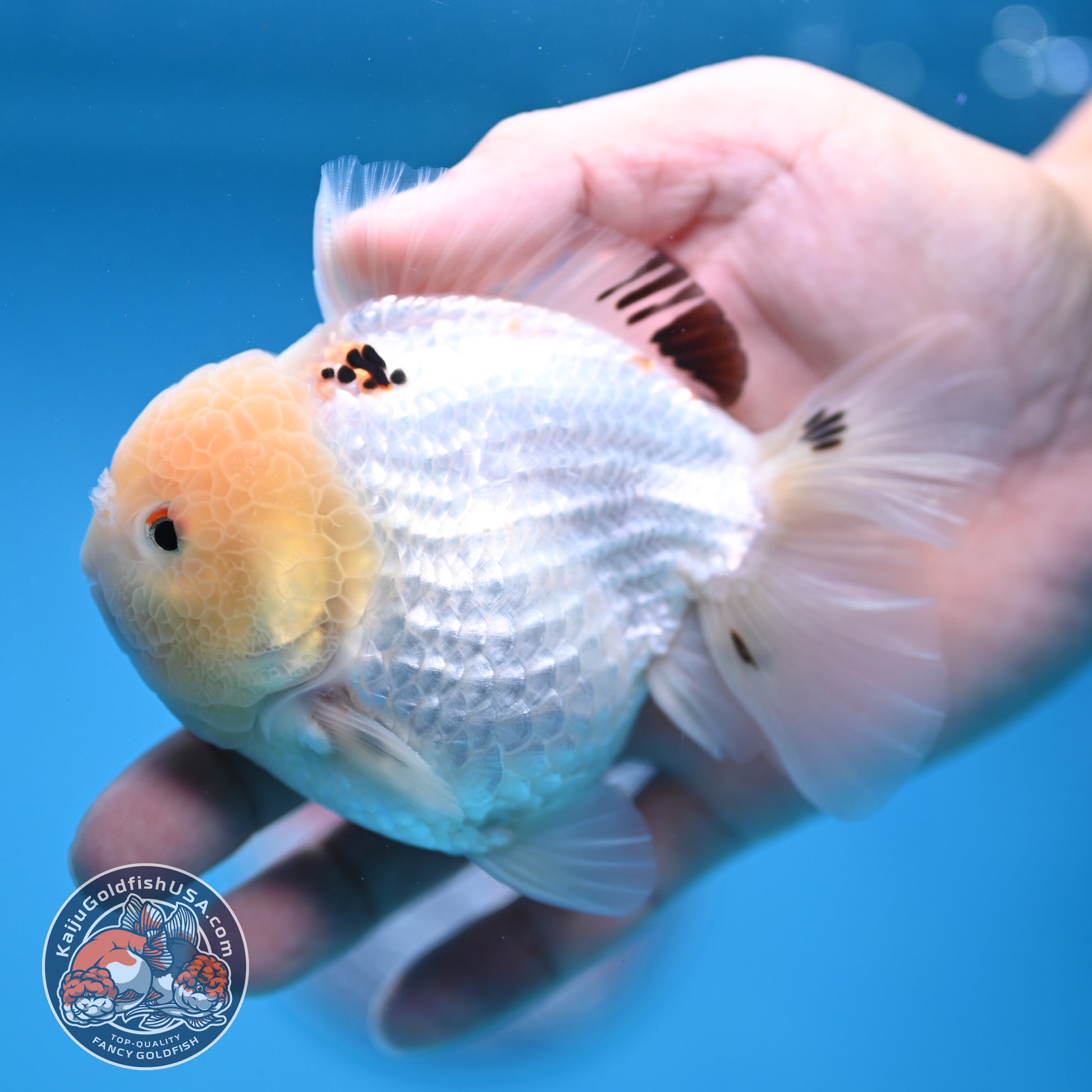 Panda Oranda 3.5 inch Body (251114_OR02)