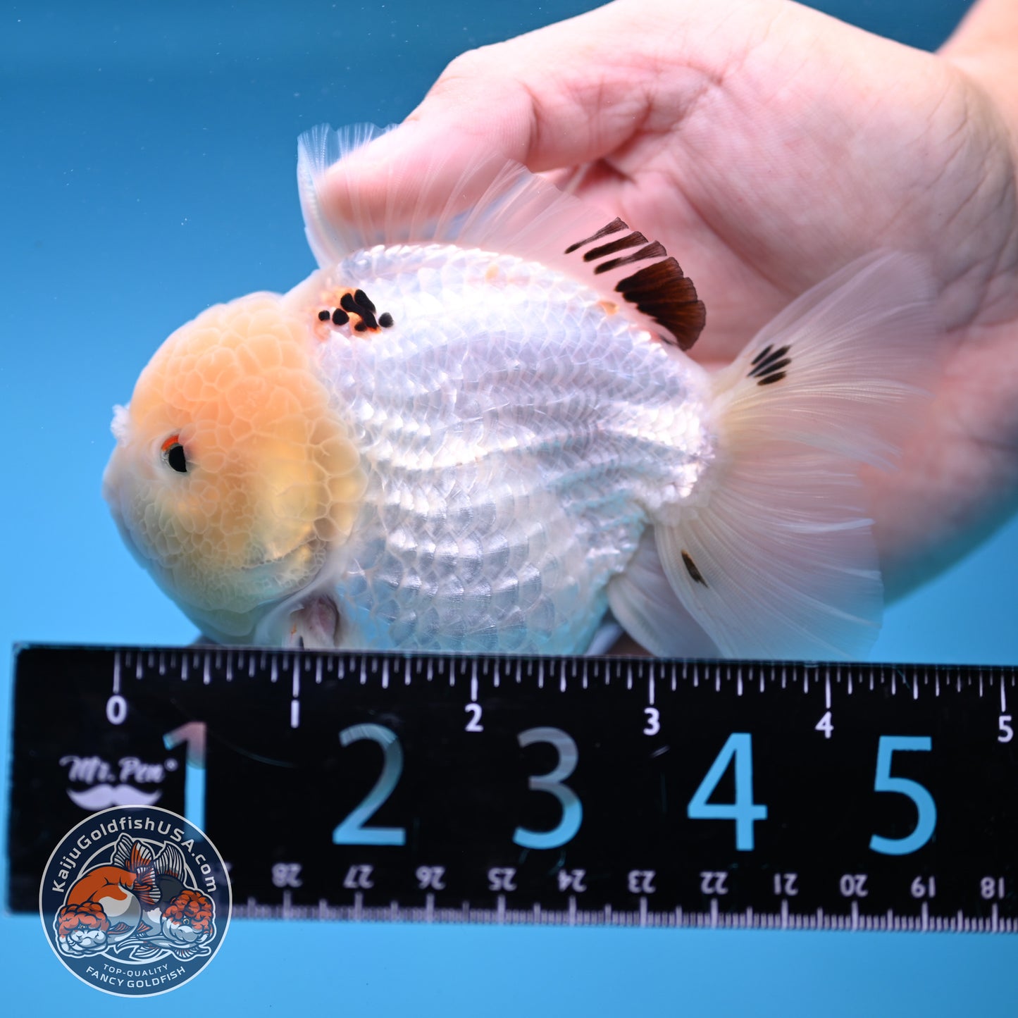 Panda Oranda 3.5 inch Body (251114_OR02)