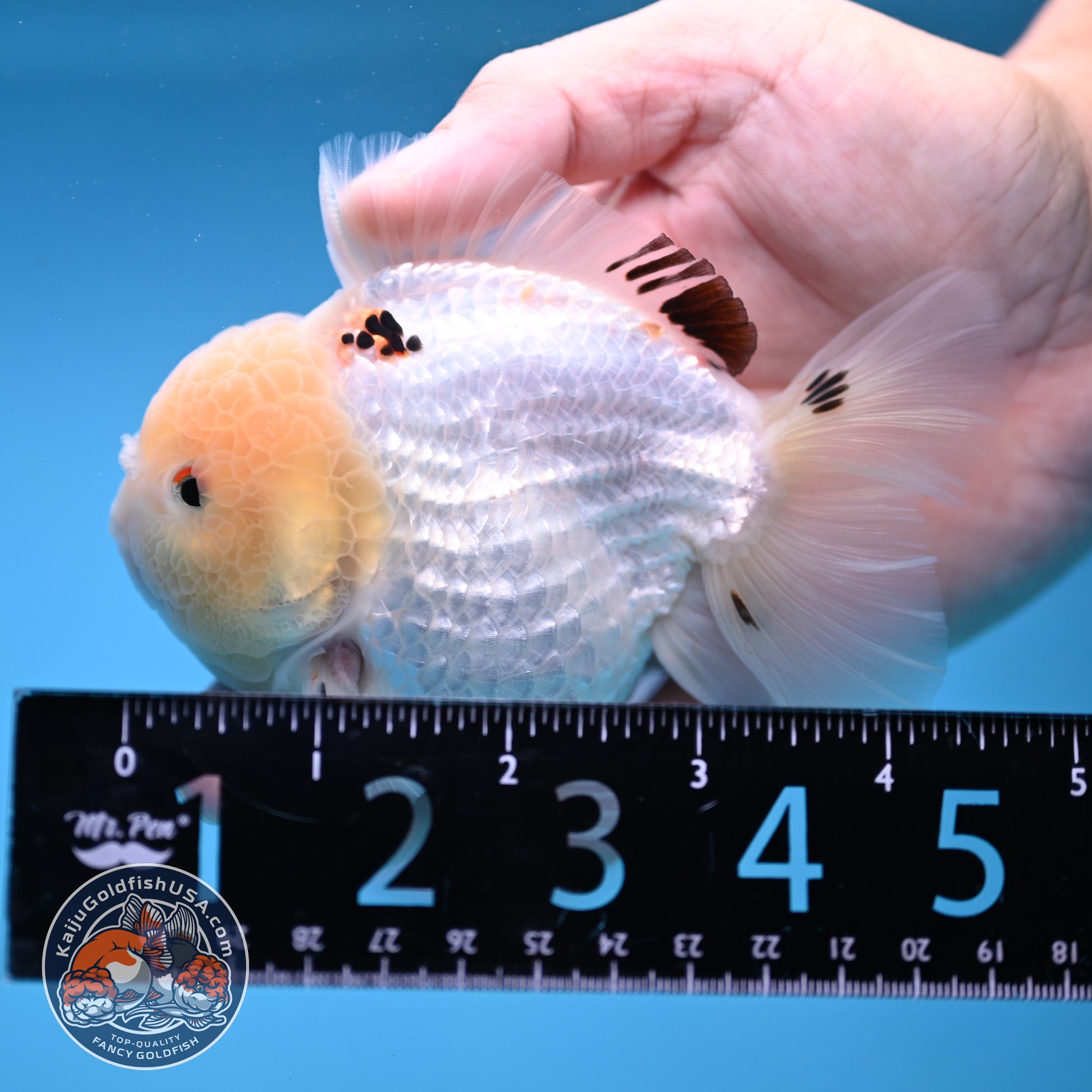 Panda Oranda 3.5 inch Body (251114_OR02)