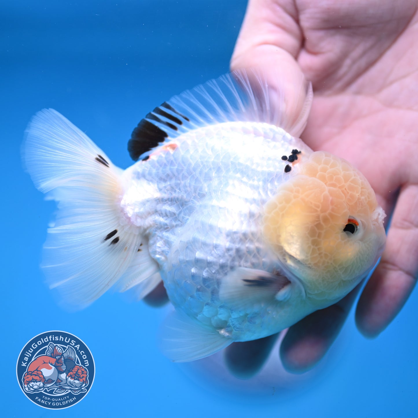 Panda Oranda 3.5 inch Body (251114_OR02)