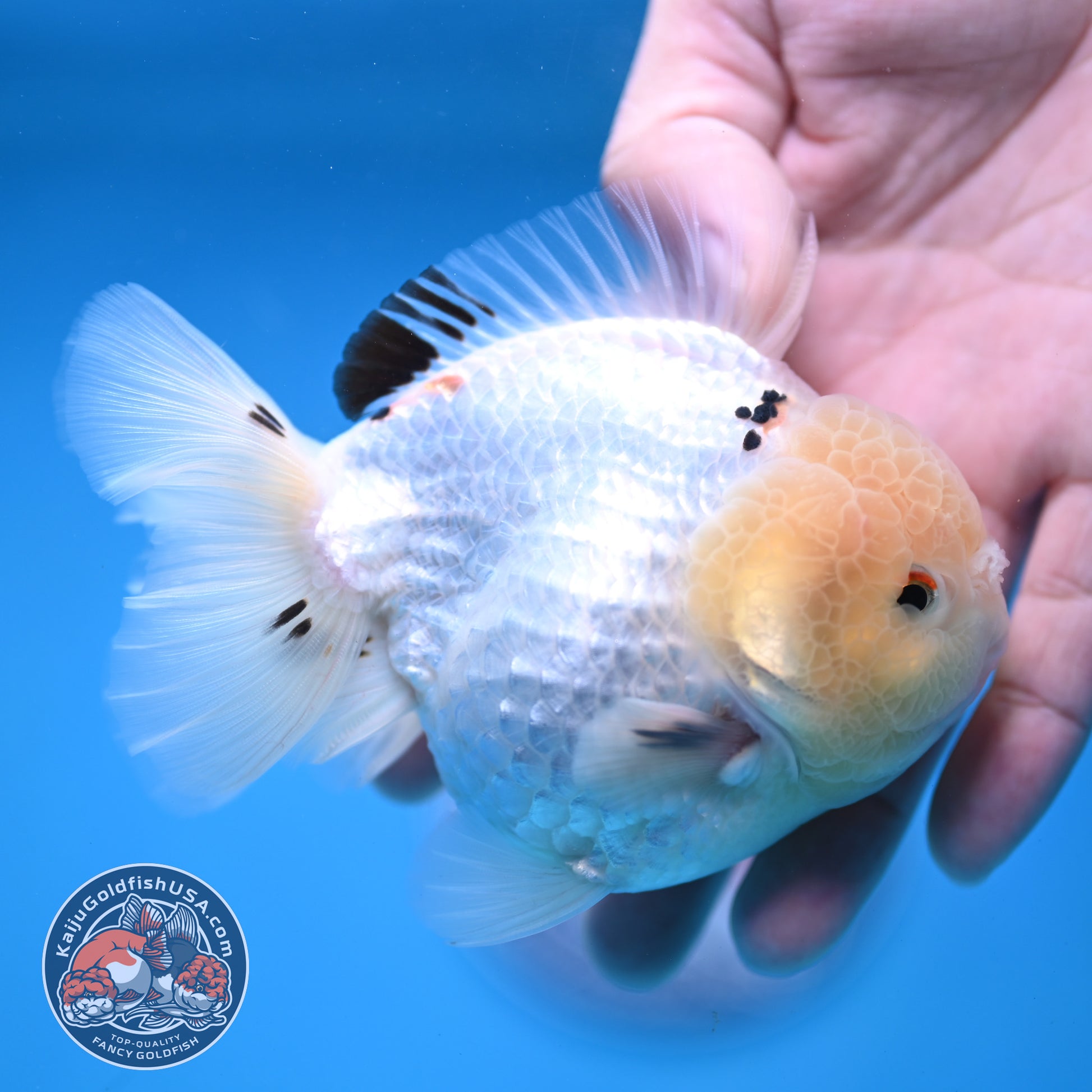 Panda Oranda 3.5 inch Body (251114_OR02)