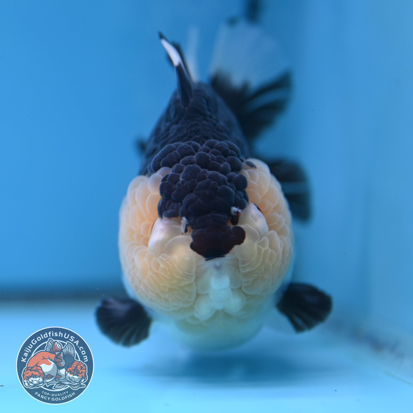 Panda Oranda 3.5 inch Body (251114_OR04)