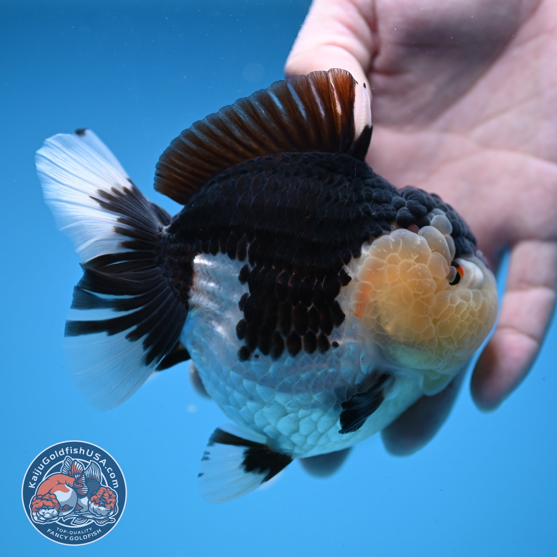 Panda Oranda 3.5 inch Body (251114_OR04)