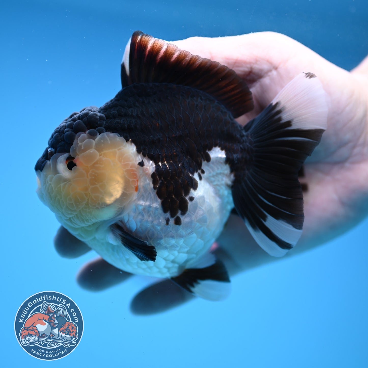 Panda Oranda 3.5 inch Body (251114_OR04)