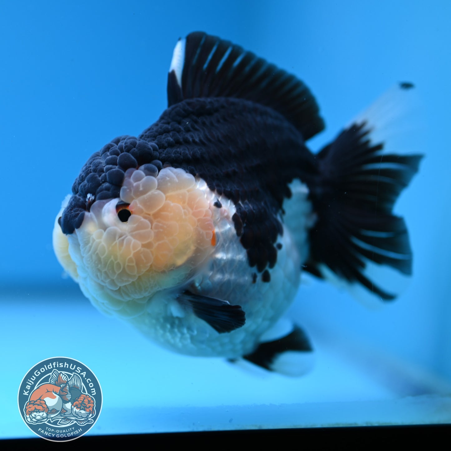 Panda Oranda 3.5 inch Body (251114_OR04)