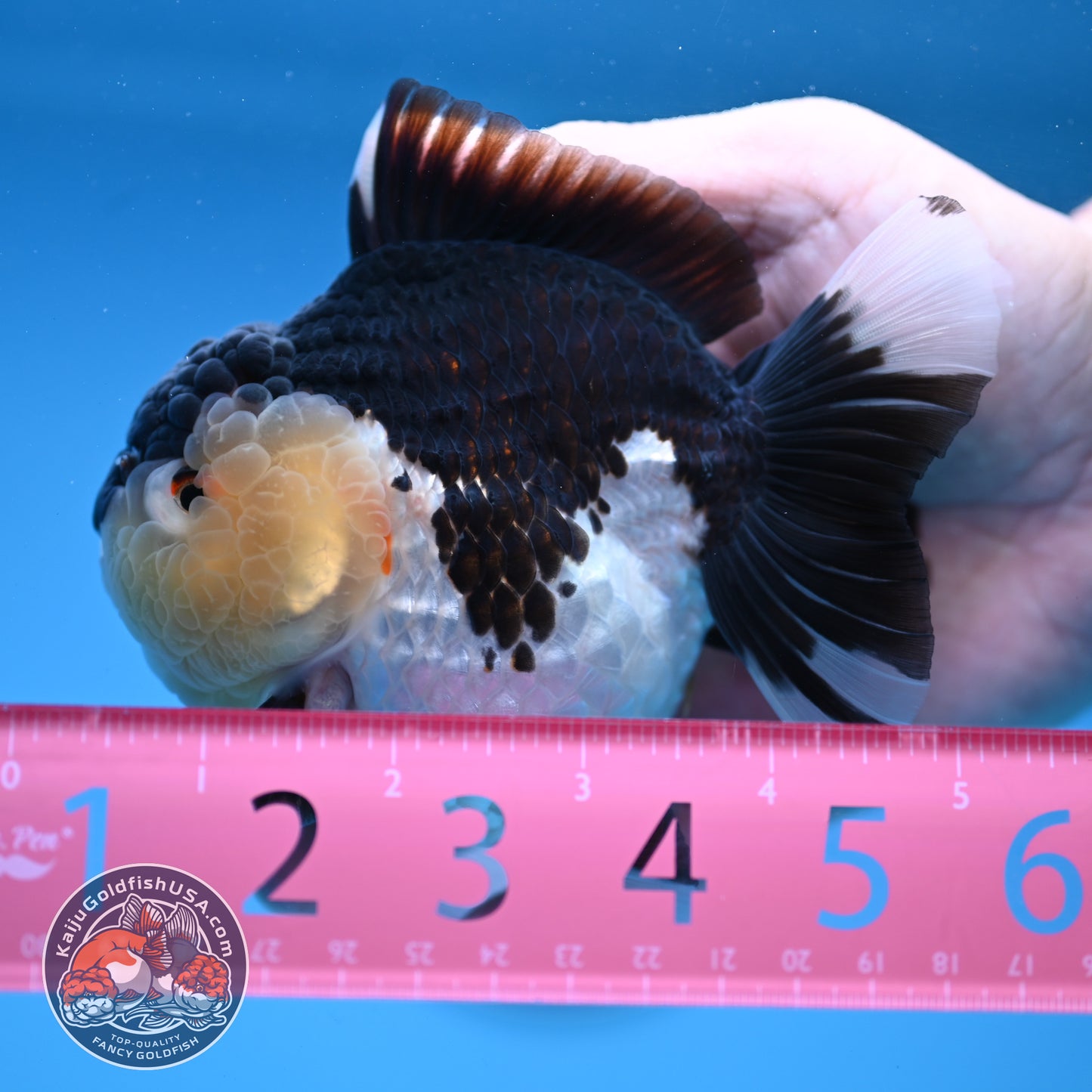 Panda Oranda 3.5 inch Body (251114_OR04)