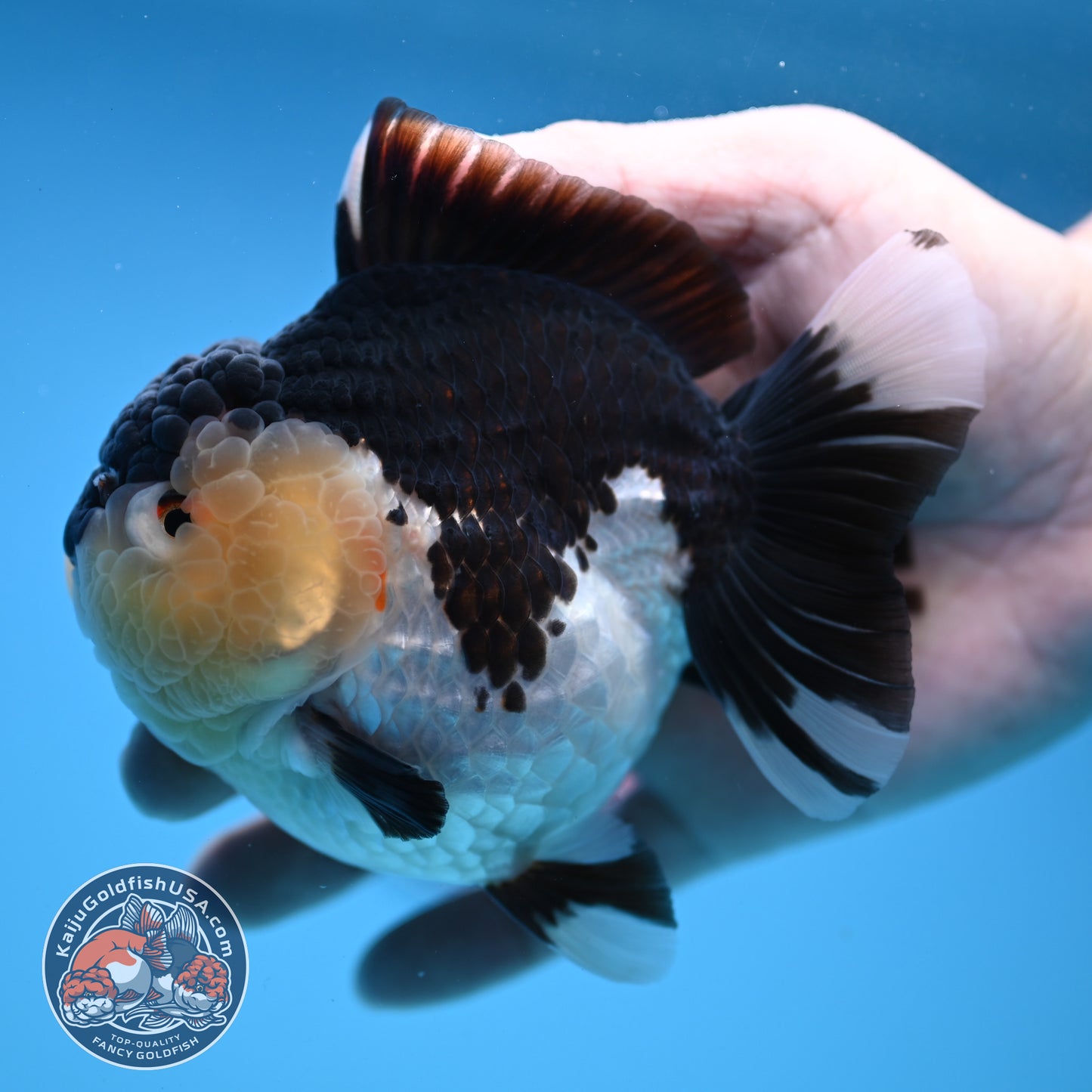 Panda Oranda 3.5 inch Body (251114_OR04)