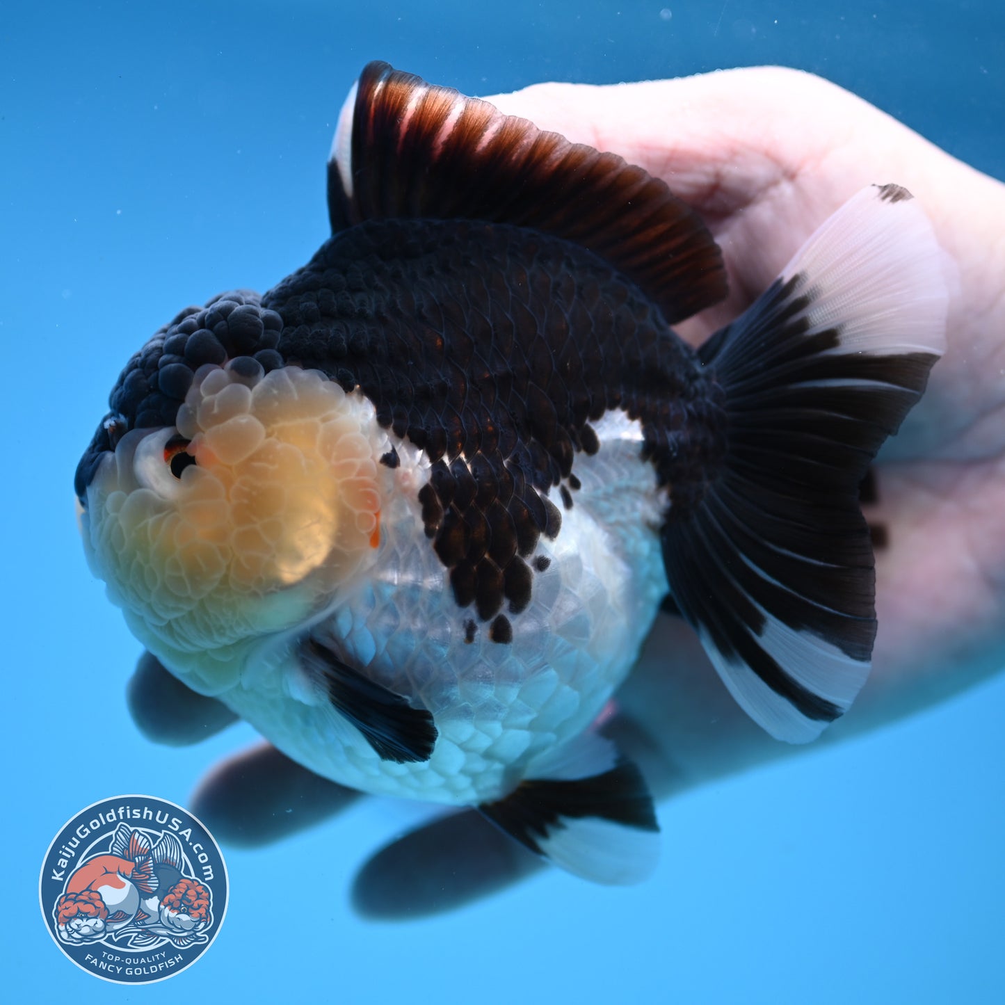 Panda Oranda 3.5 inch Body (251114_OR04)