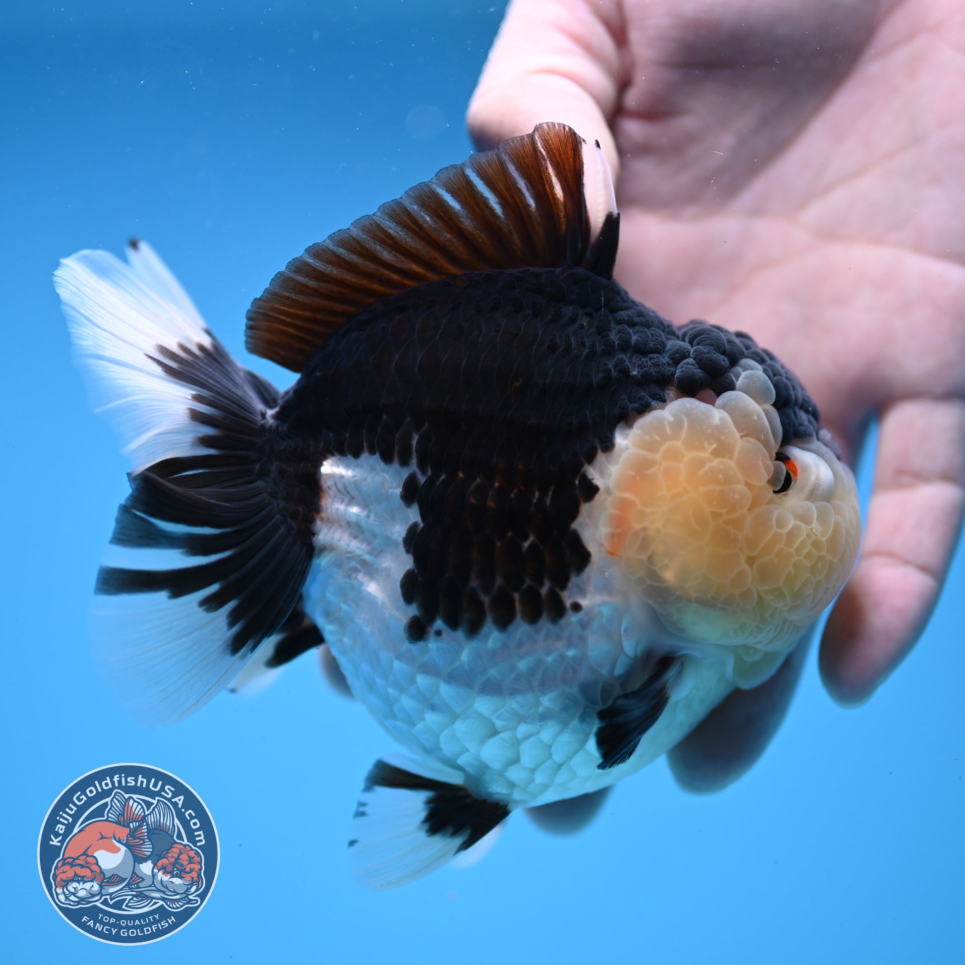 Panda Oranda 3.5 inch Body (251114_OR04)