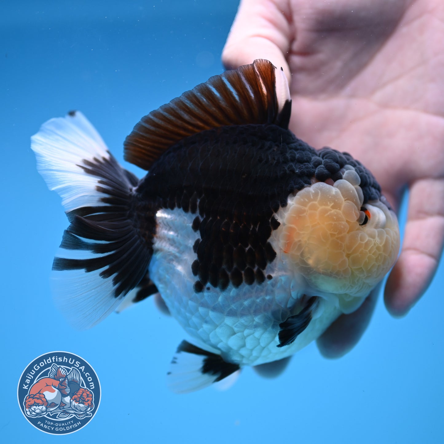 Panda Oranda 3.5 inch Body (251114_OR04)