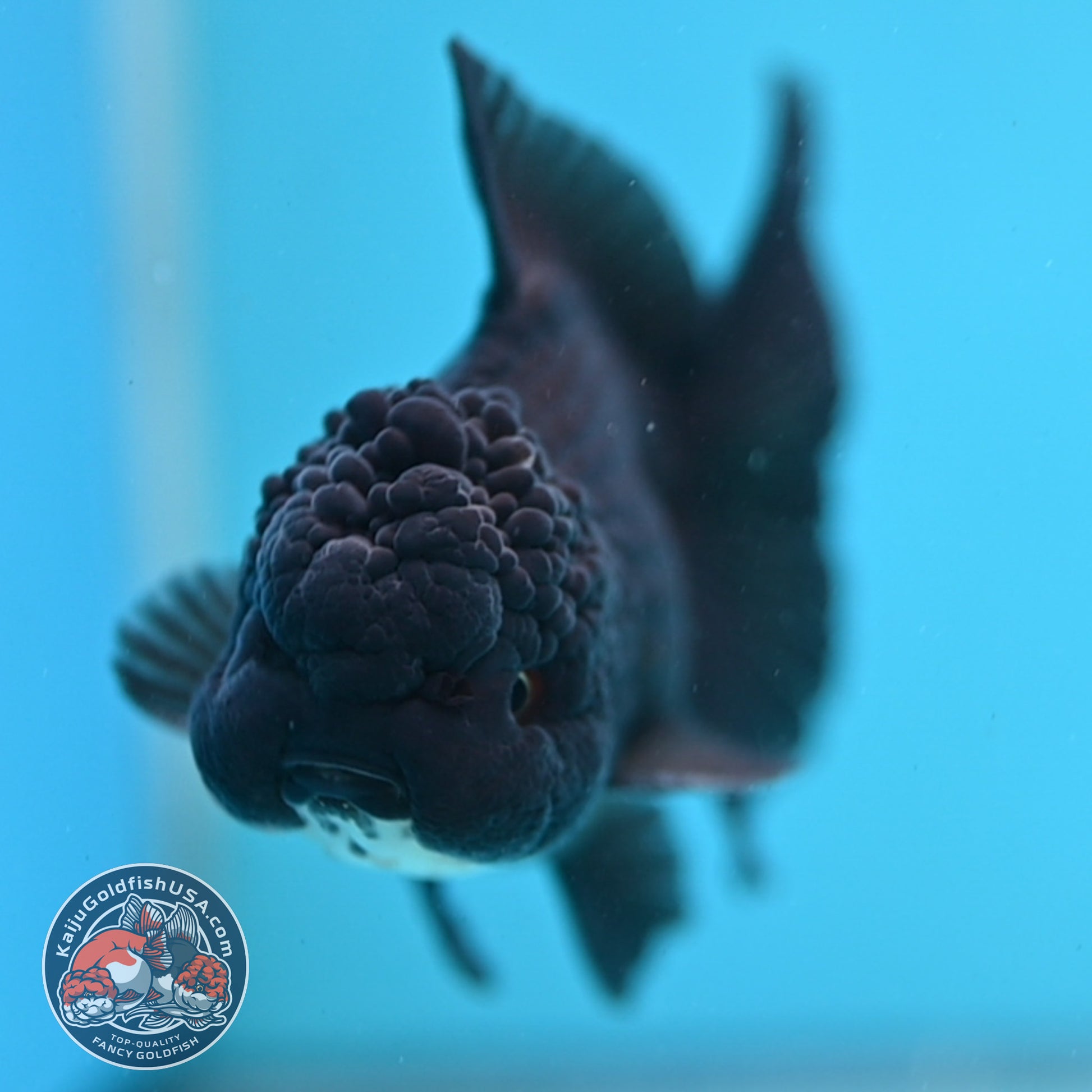 Panda Oranda 3.5 inch Body (260109_OR03)