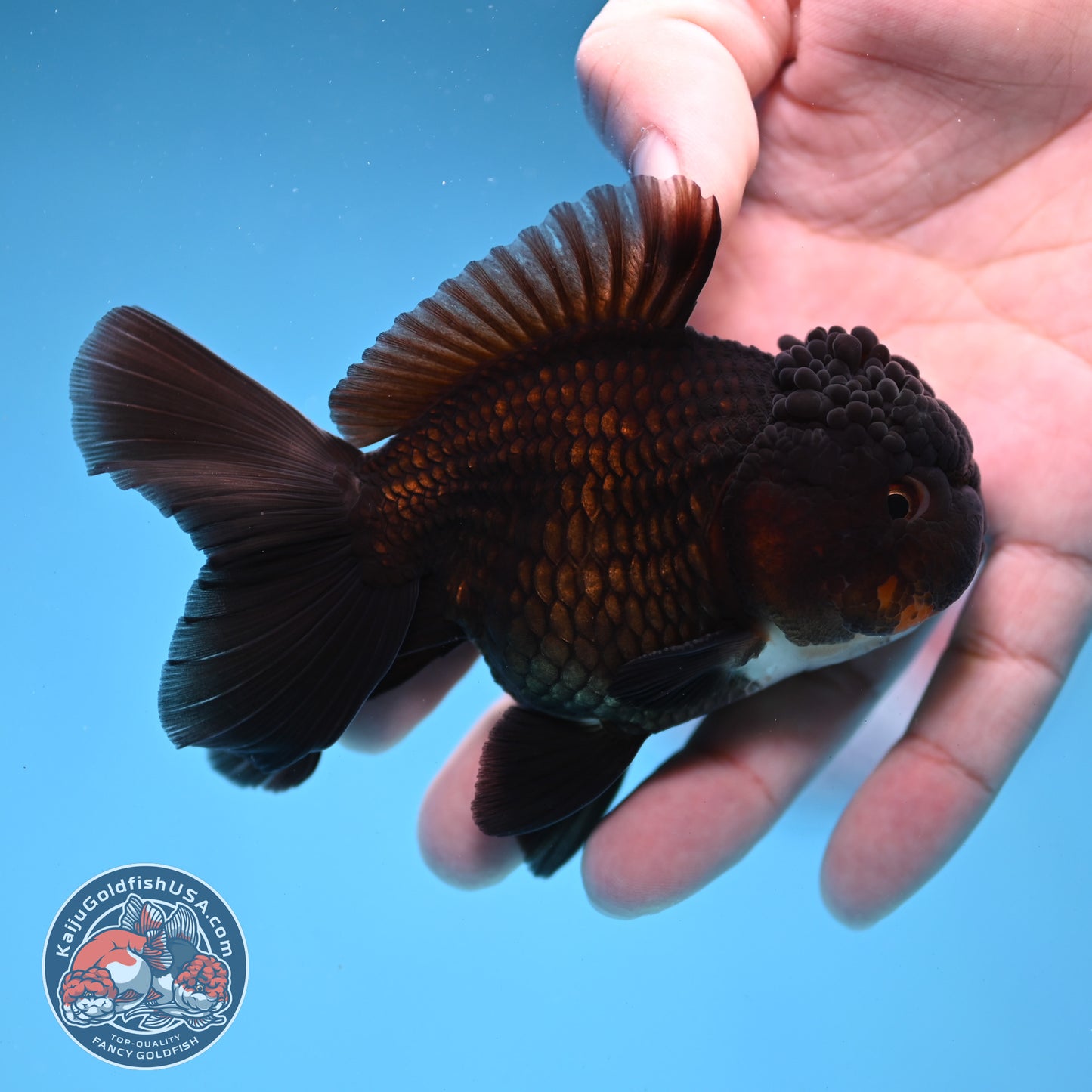 Panda Oranda 3.5 inch Body (260109_OR03)