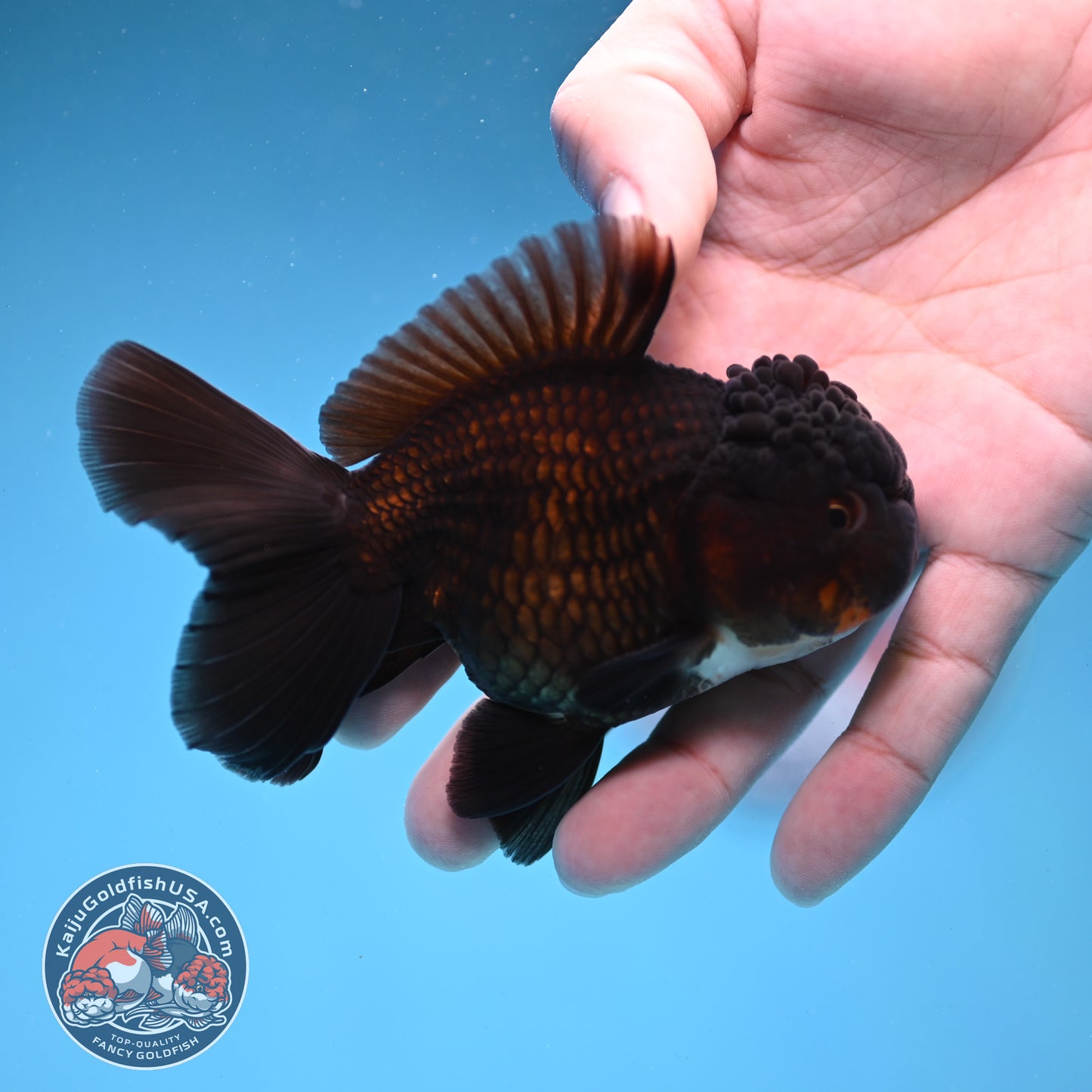 Panda Oranda 3.5 inch Body (260109_OR03)