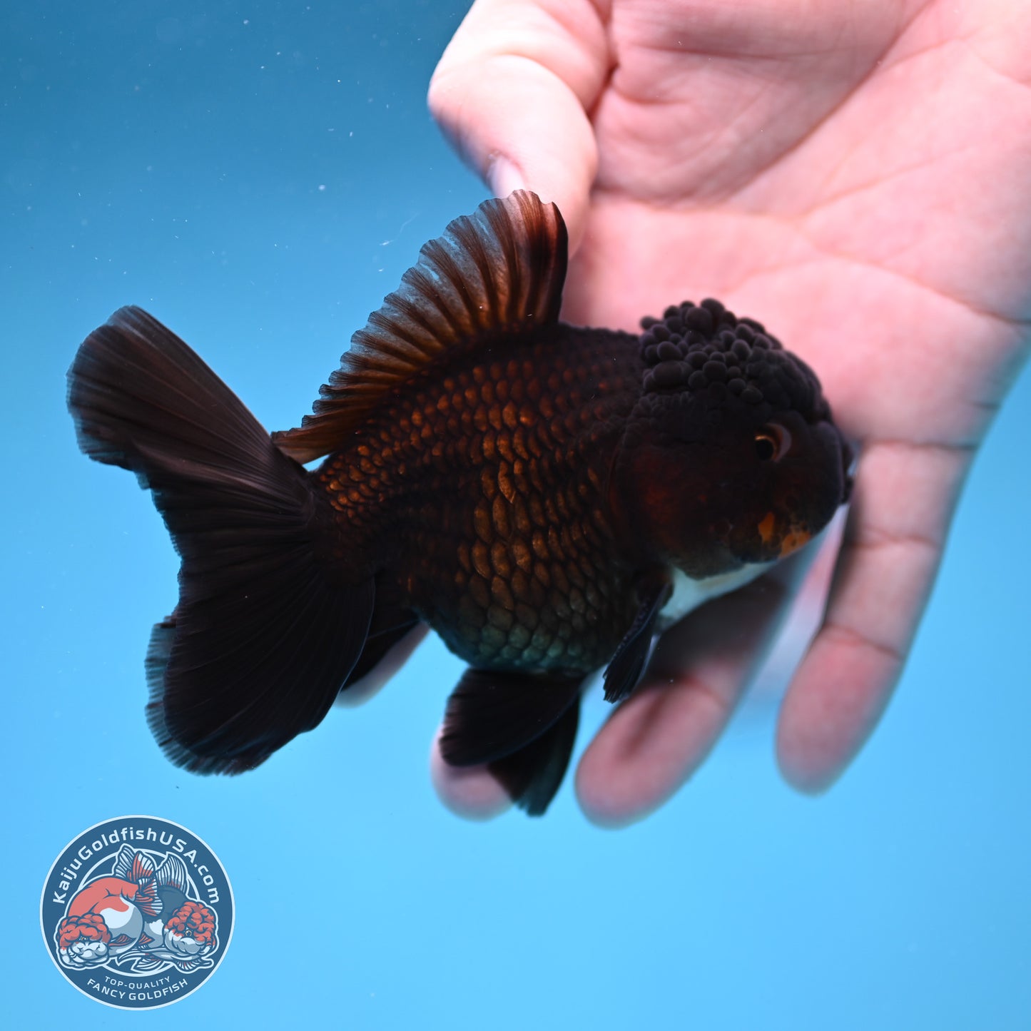 Panda Oranda 3.5 inch Body (260109_OR03)