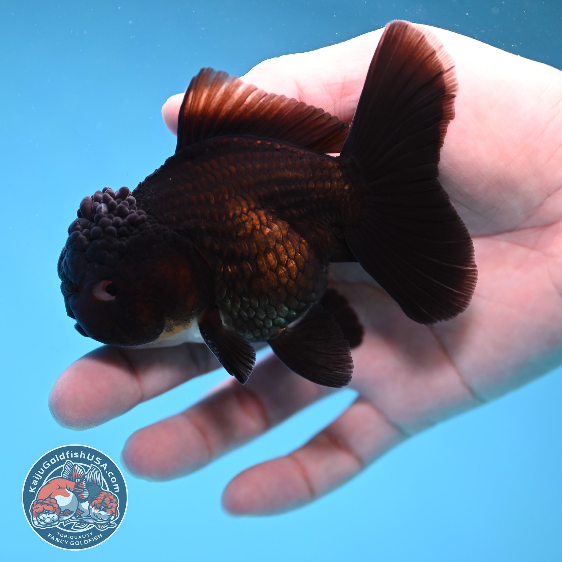 Panda Oranda 3.5 inch Body (260109_OR03)