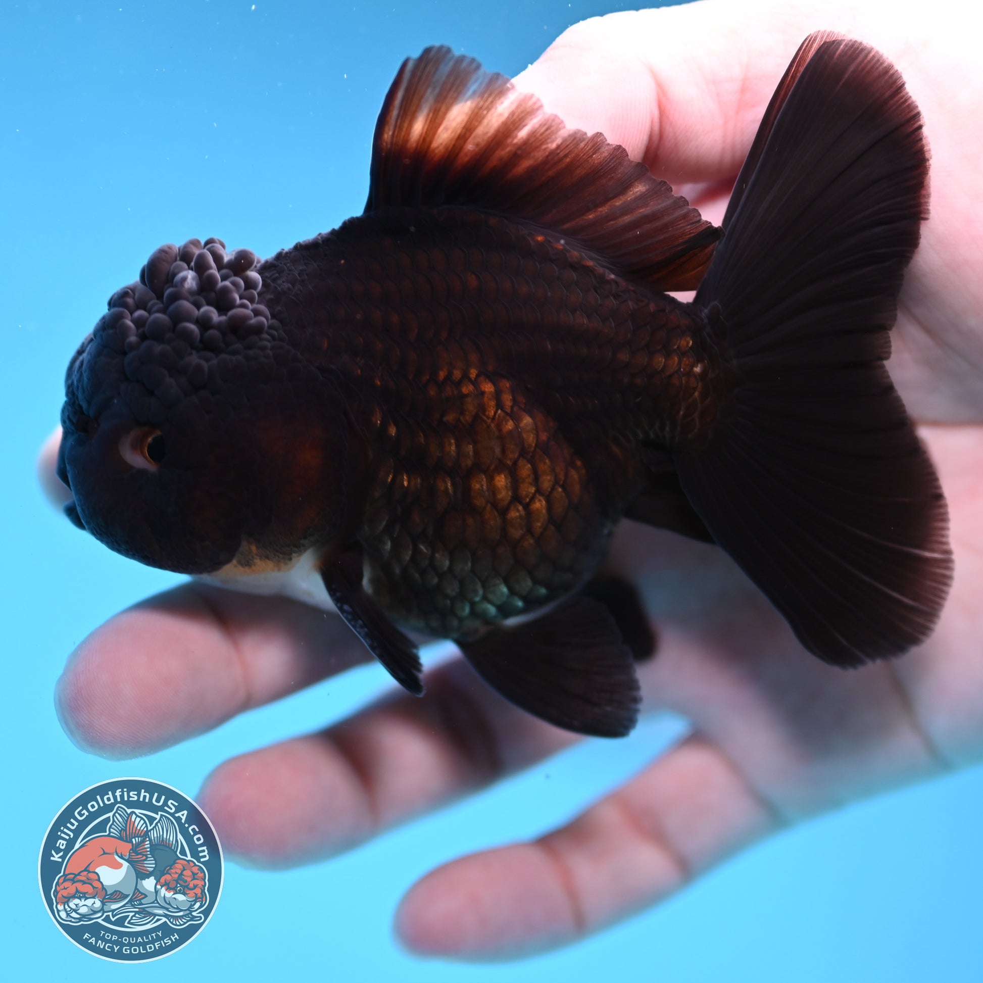 Panda Oranda 3.5 inch Body (260109_OR03)