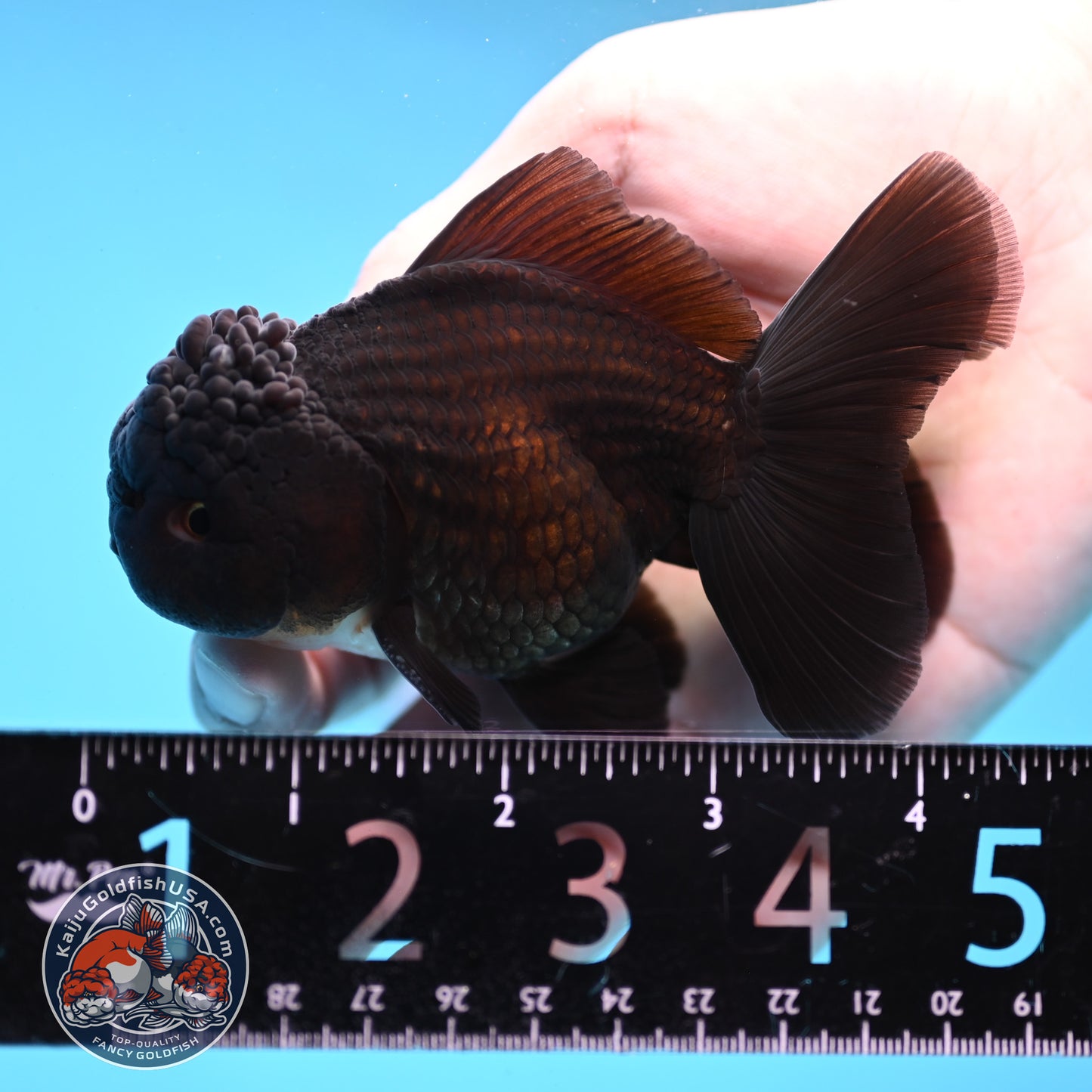 Panda Oranda 3.5 inch Body (260109_OR03)
