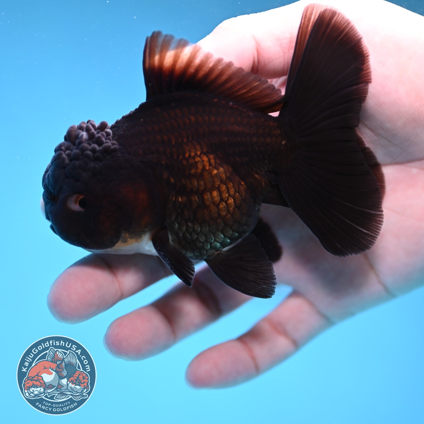 Panda Oranda 3.5 inch Body (260109_OR03)
