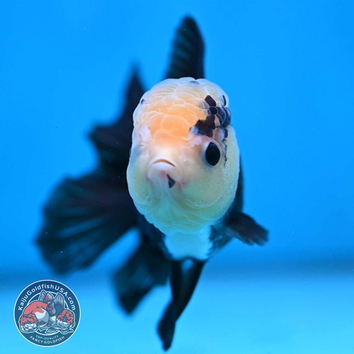 Panda Oranda 3.5 inch Body (260130_OR01)