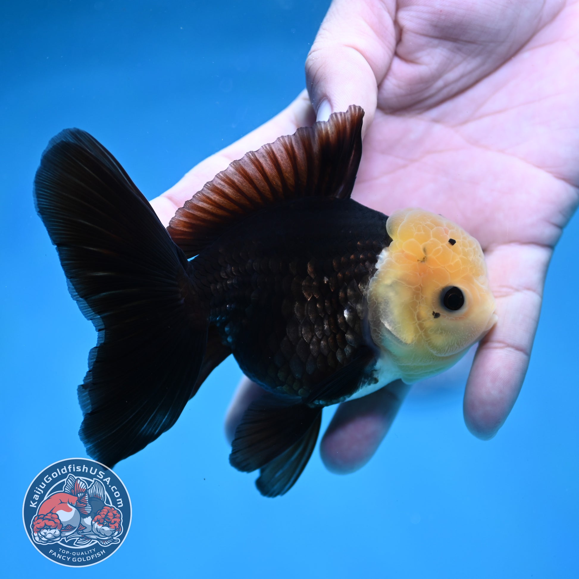 Panda Oranda 3.5 inch Body (260130_OR01)