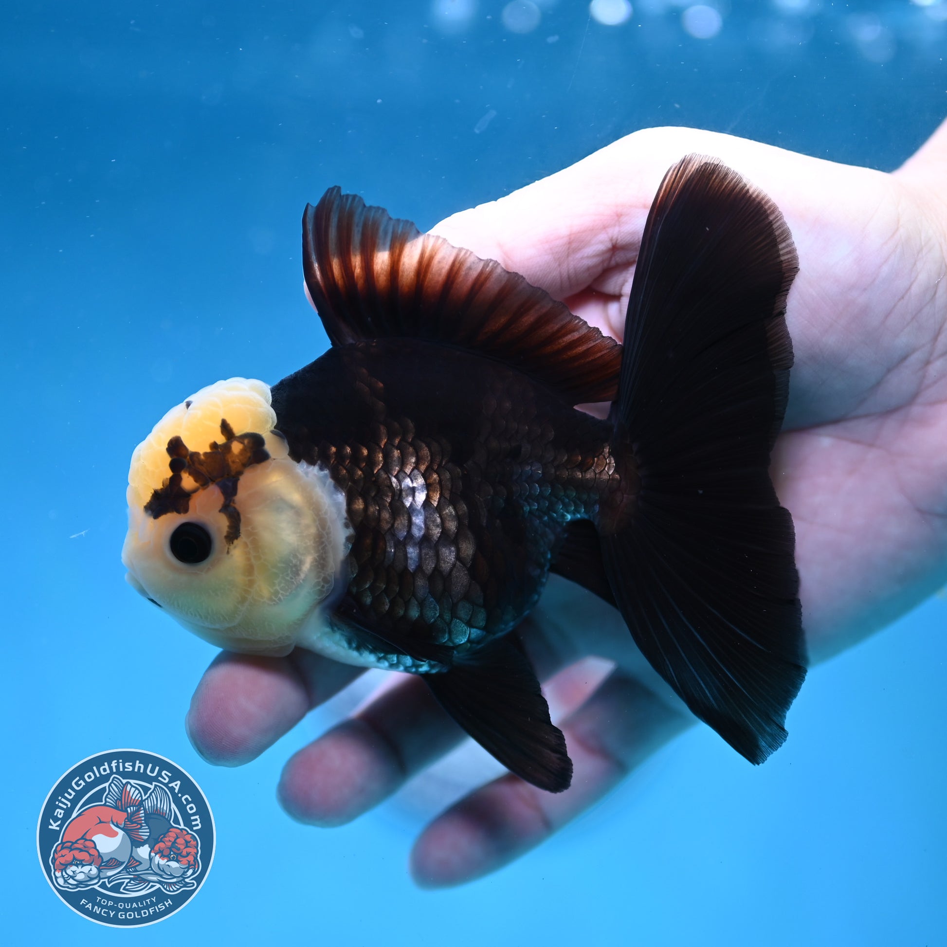 Panda Oranda 3.5 inch Body (260130_OR01)