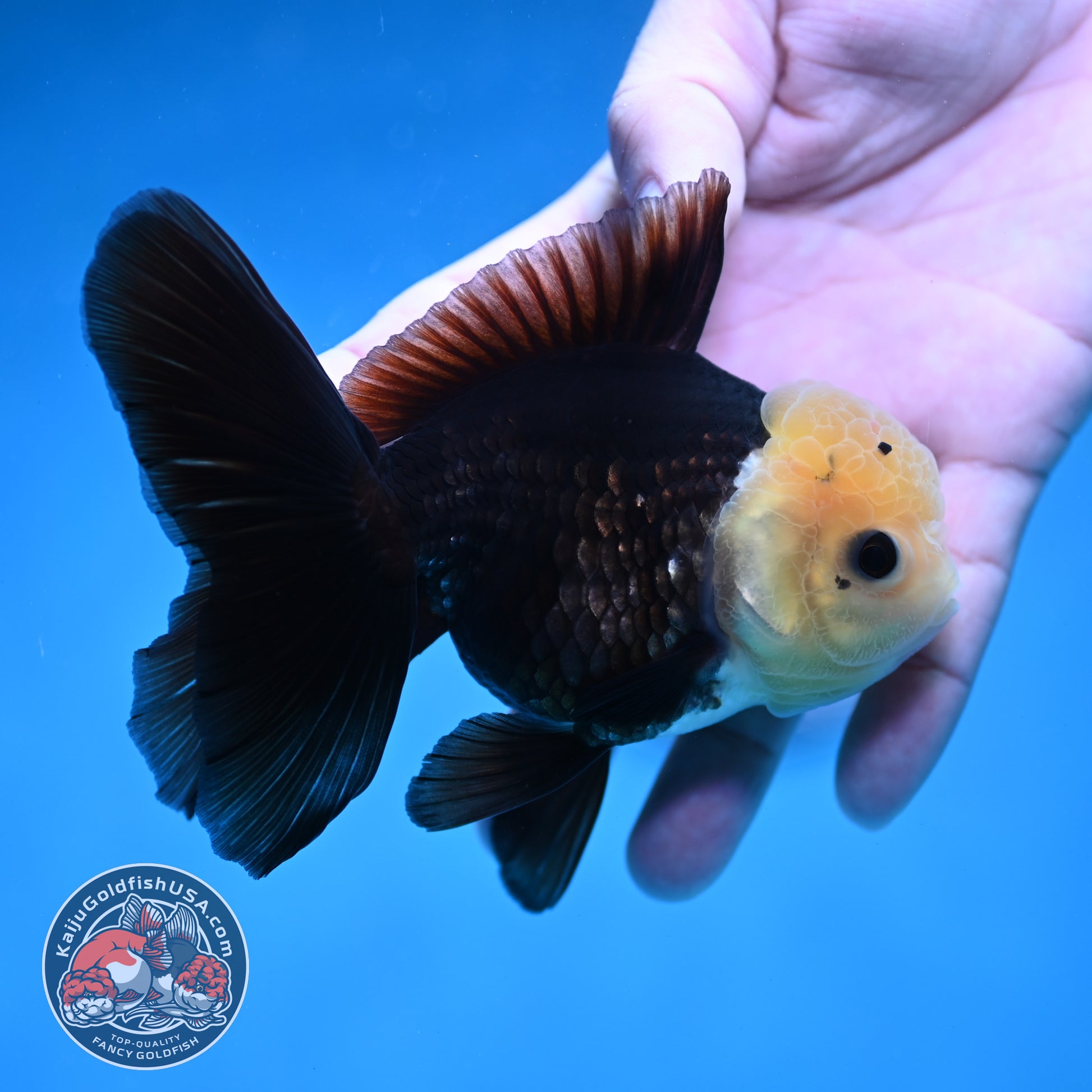Panda Oranda 3.5 inch Body (260130_OR01)