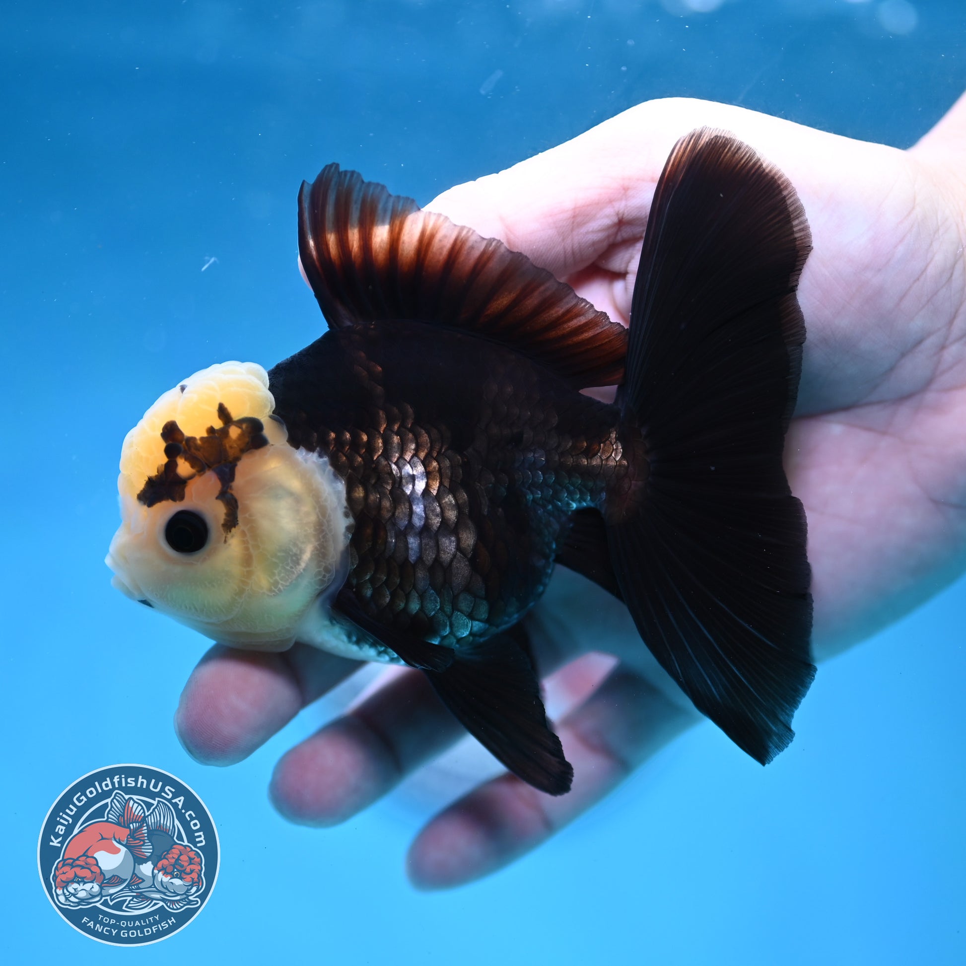 Panda Oranda 3.5 inch Body (260130_OR01)