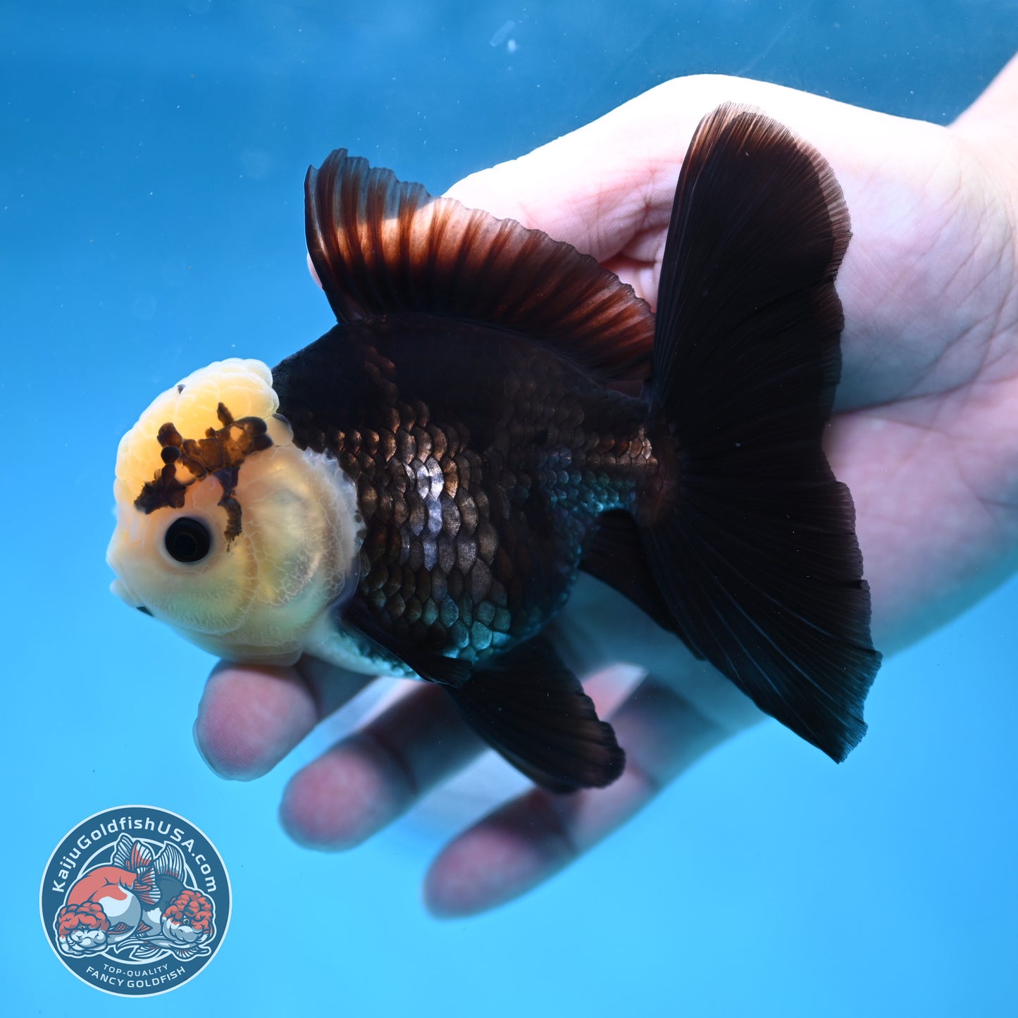 Panda Oranda 3.5 inch Body (260130_OR01)