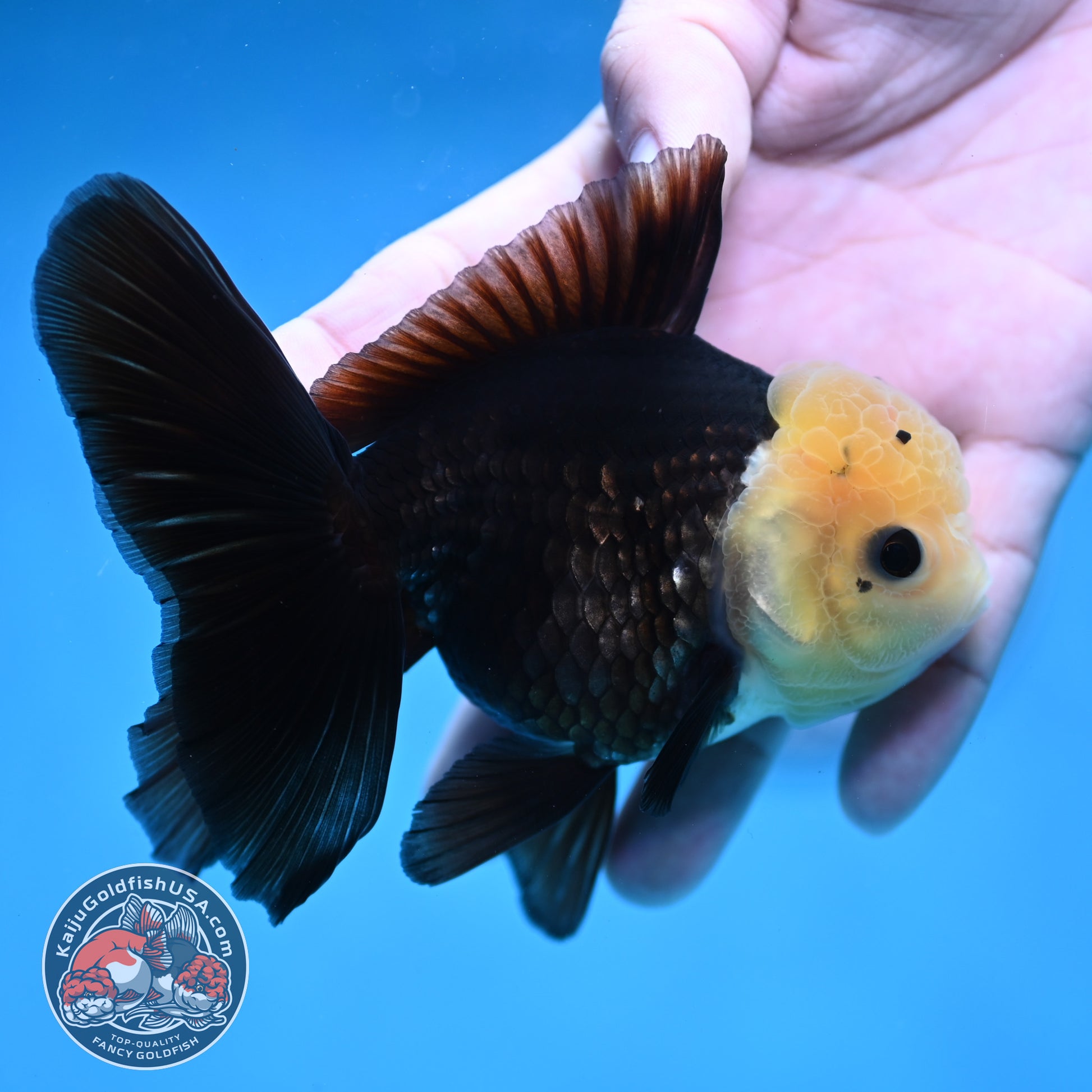 Panda Oranda 3.5 inch Body (260130_OR01)