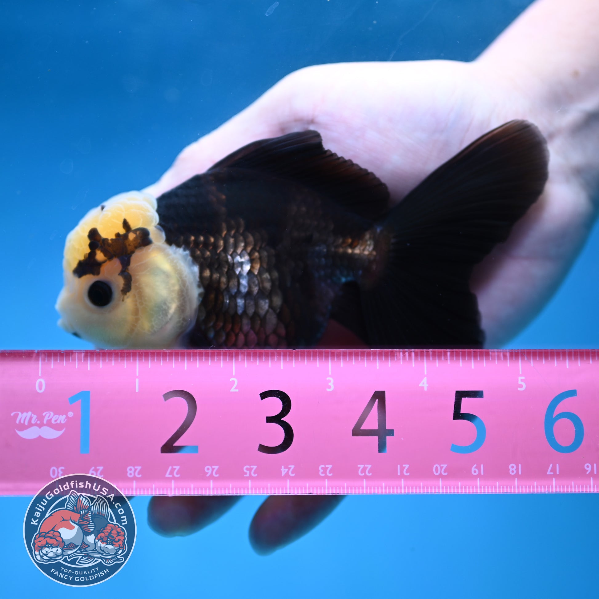 Panda Oranda 3.5 inch Body (260130_OR01)