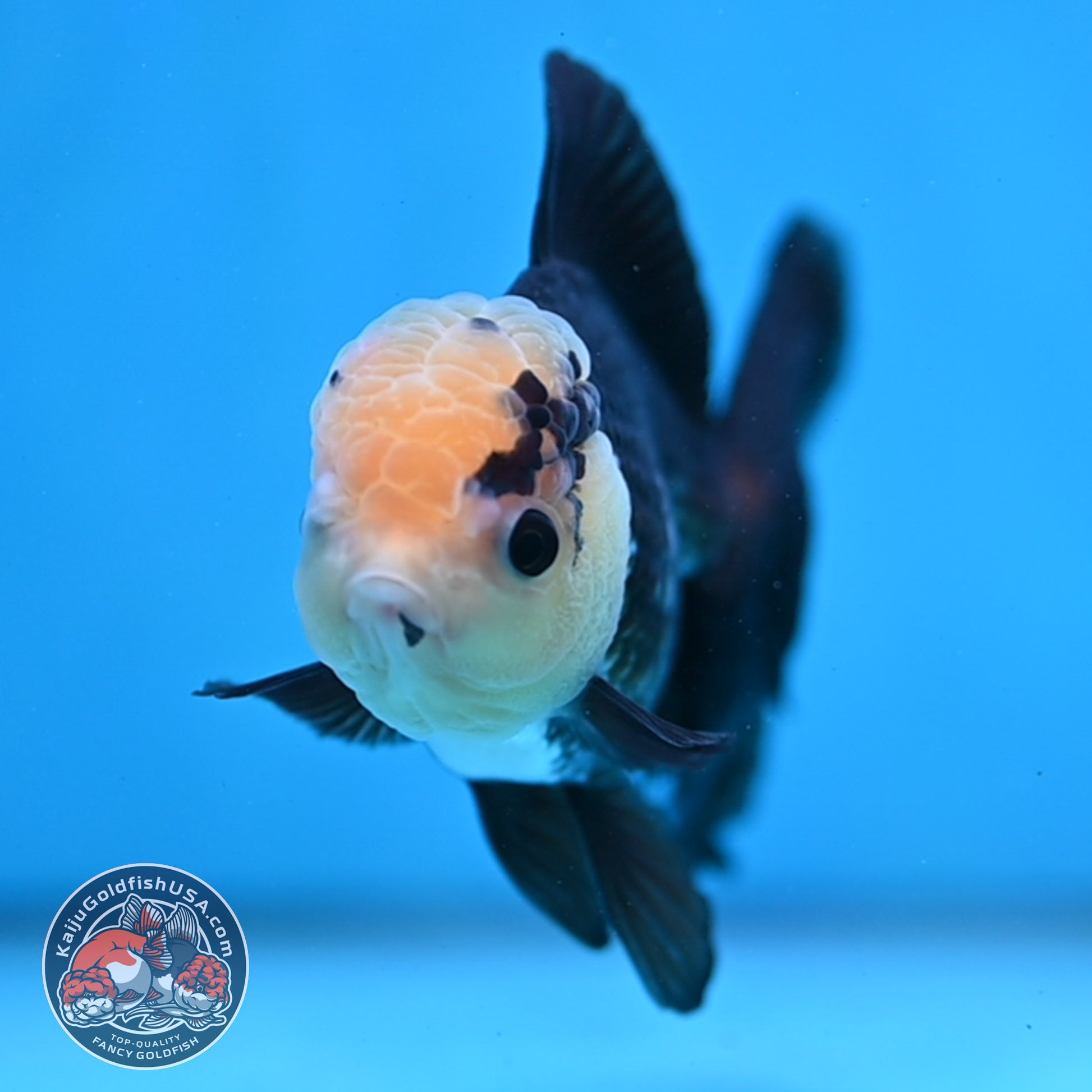 Panda Oranda 3.5 inch Body (260130_OR01)