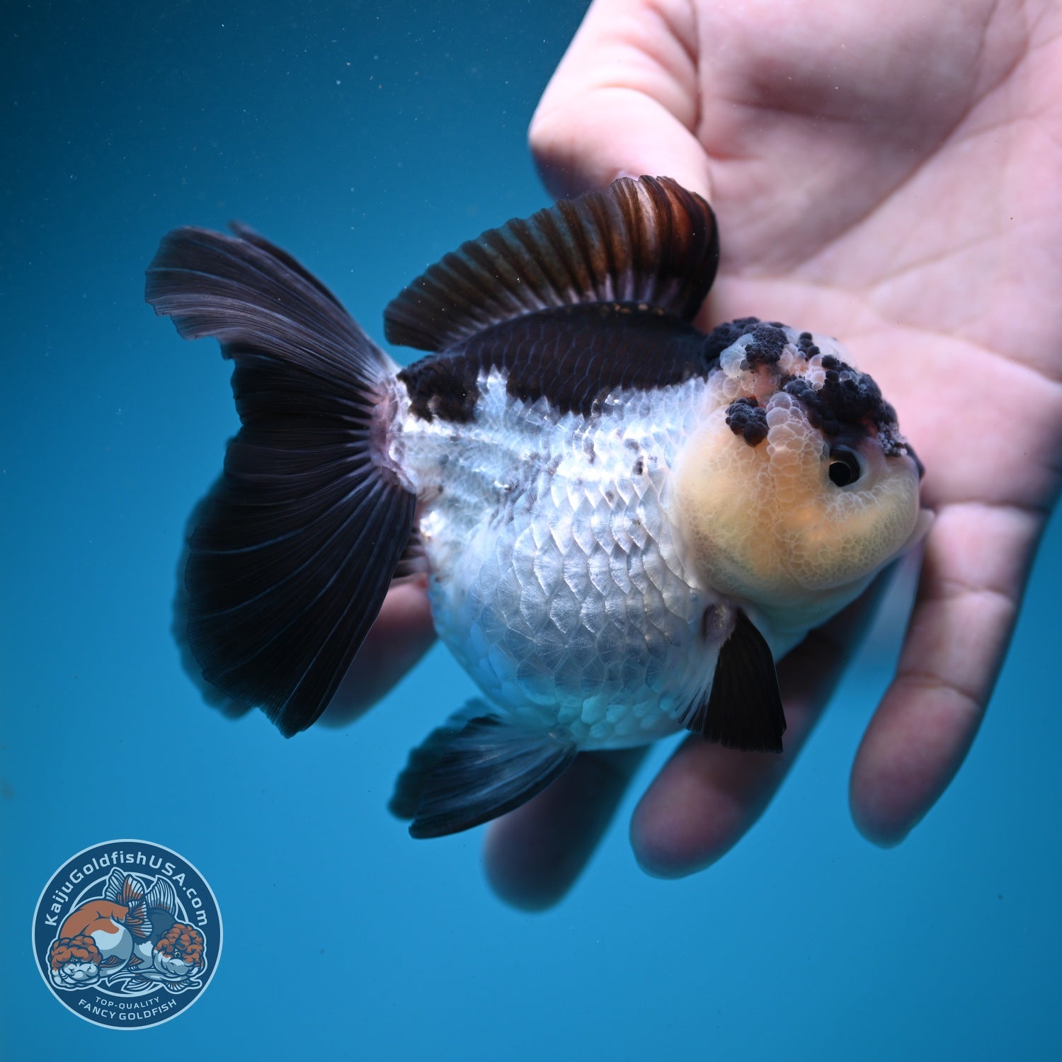 Panda Oranda 3.5 inch Body (260807_OR11)