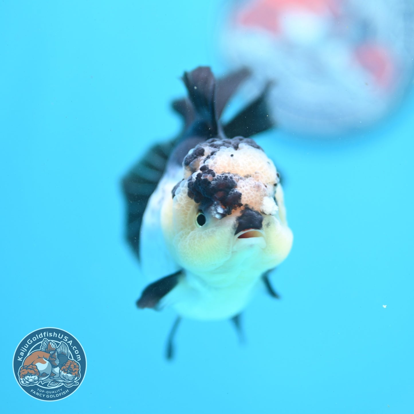 Panda Oranda 3.5 inch Body (260807_OR11)