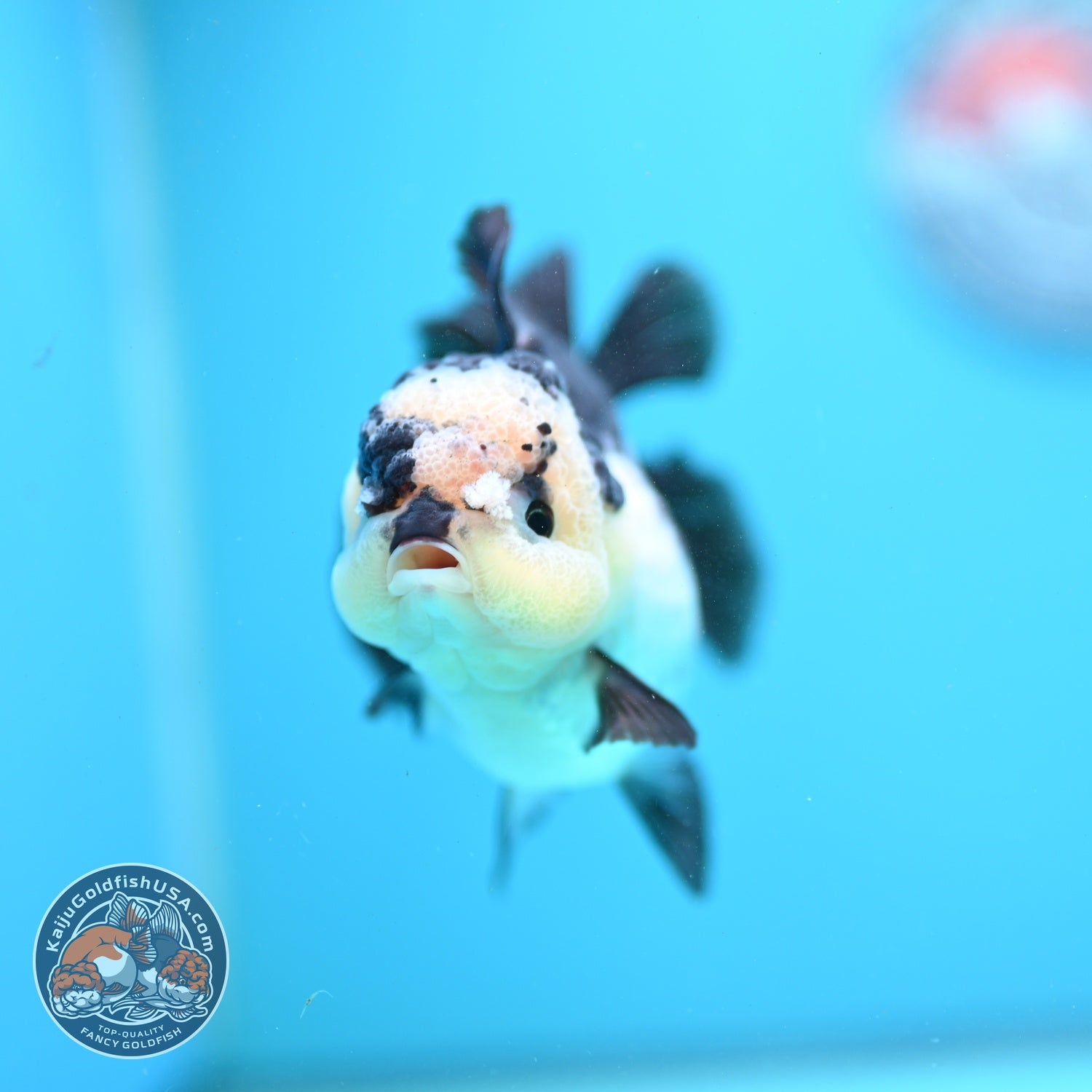 Panda Oranda 3.5 inch Body (260807_OR11)