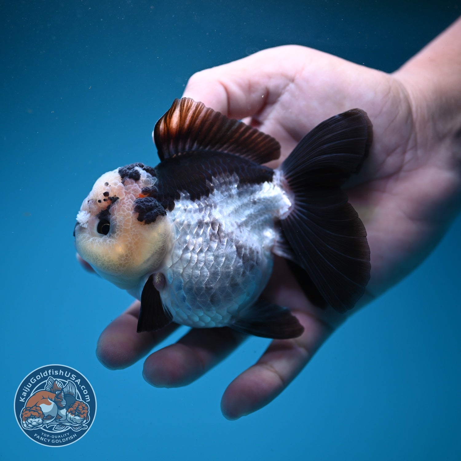 Panda Oranda 3.5 inch Body (260807_OR11)