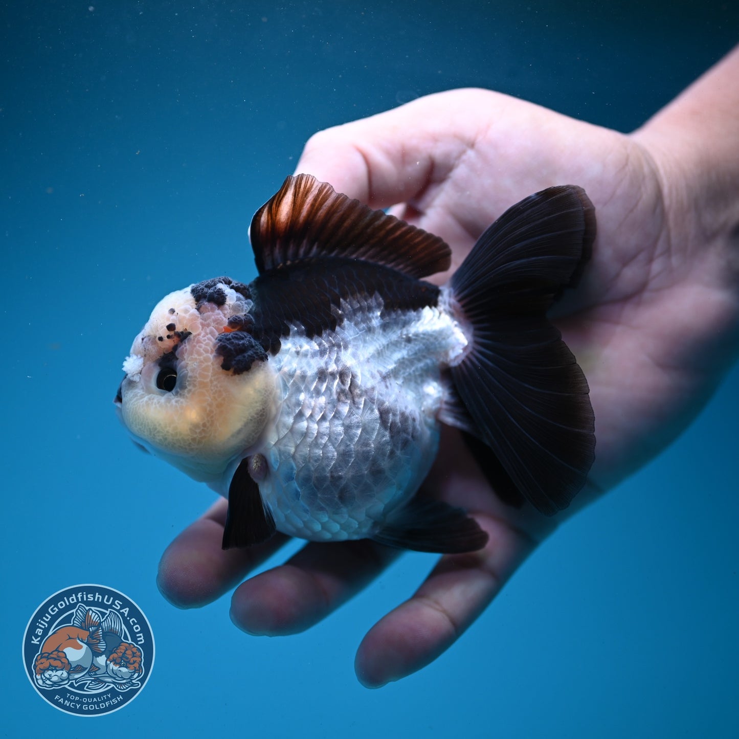 Panda Oranda 3.5 inch Body (260807_OR11)
