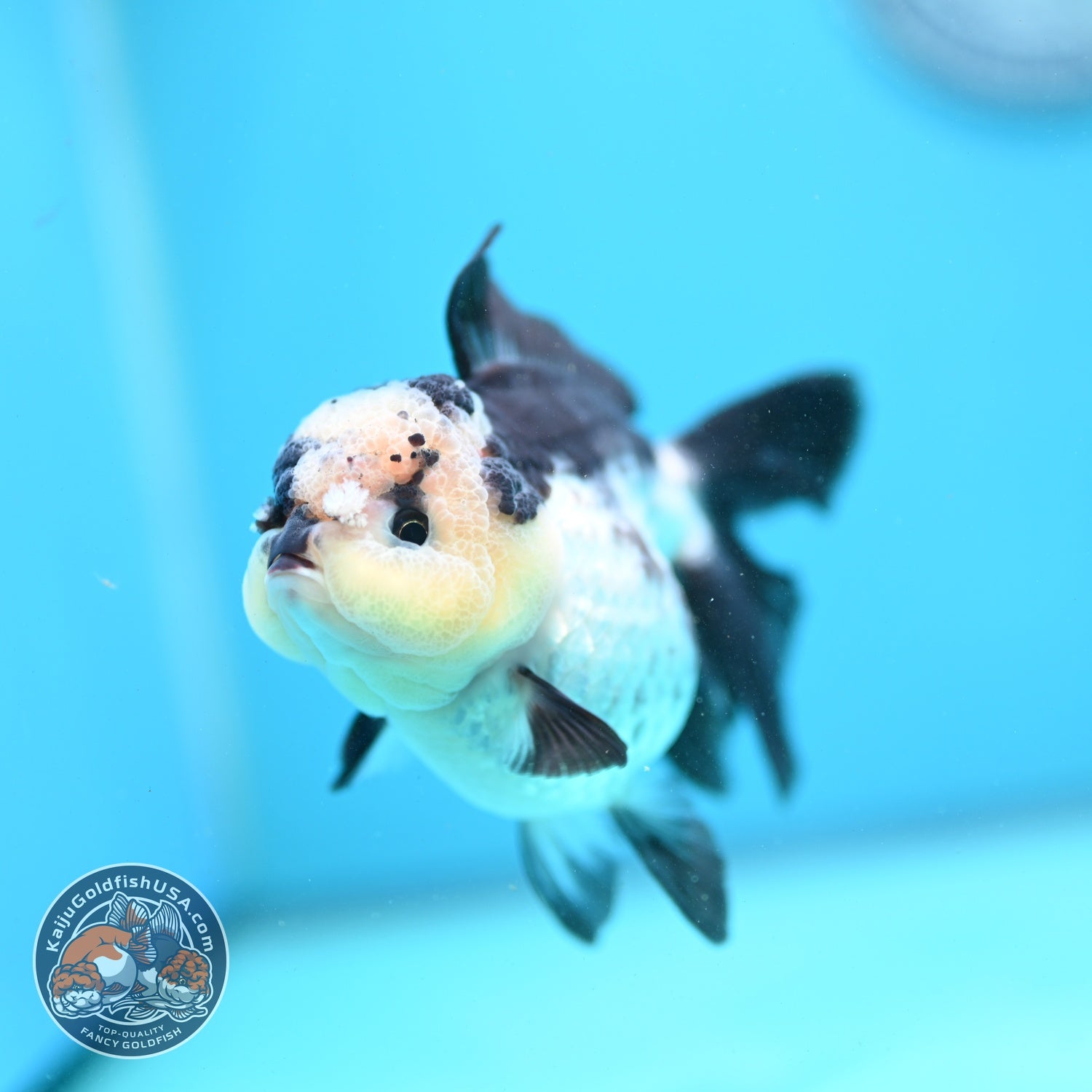 Panda Oranda 3.5 inch Body (260807_OR11)