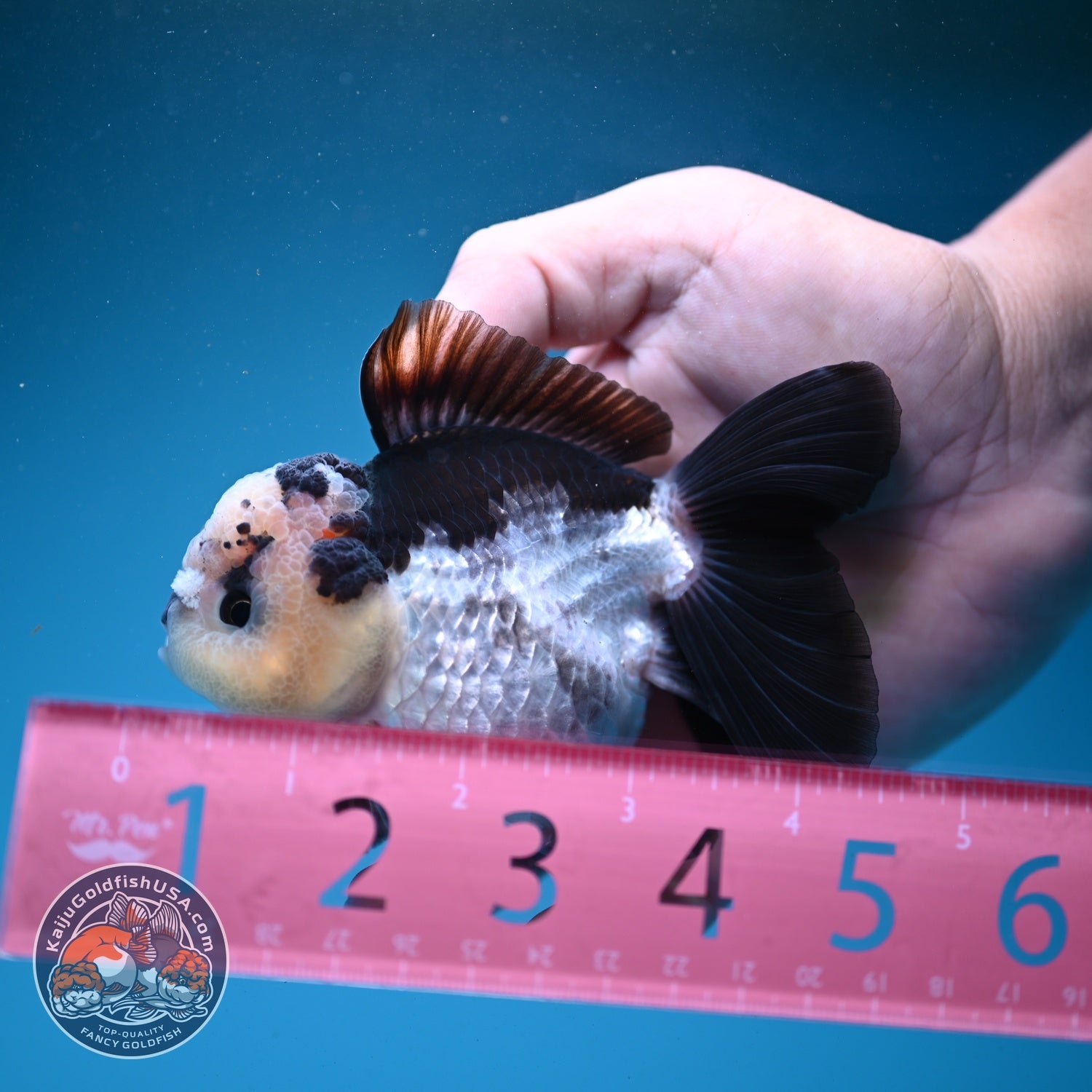 Panda Oranda 3.5 inch Body (260807_OR11)