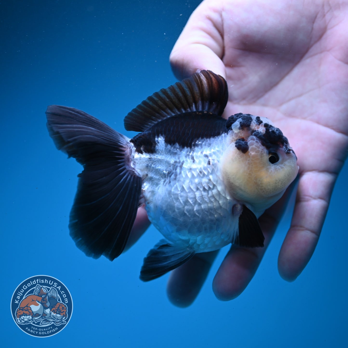 Panda Oranda 3.5 inch Body (260807_OR11)