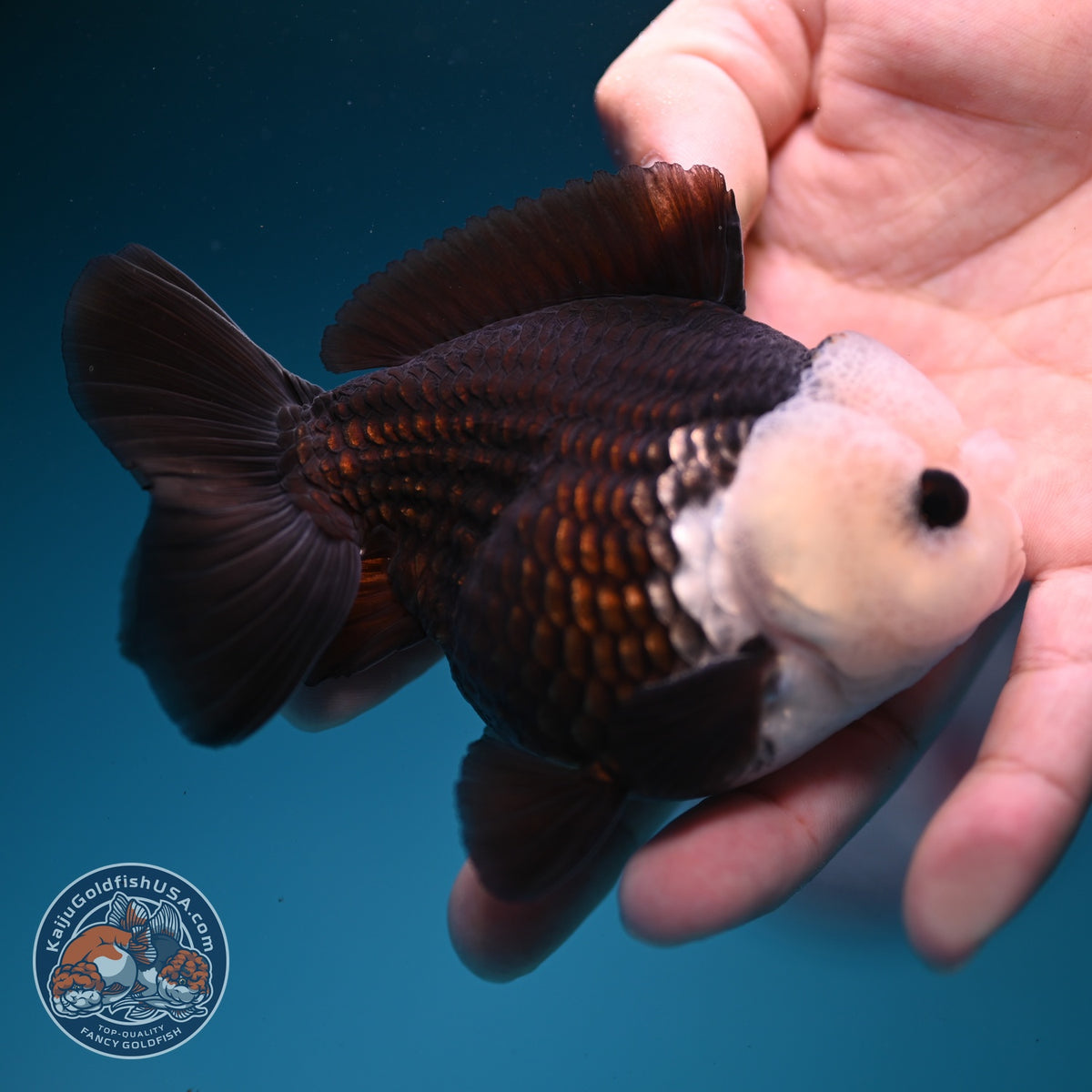 Panda Oranda 3.5 inch Body (260918_OR01)
