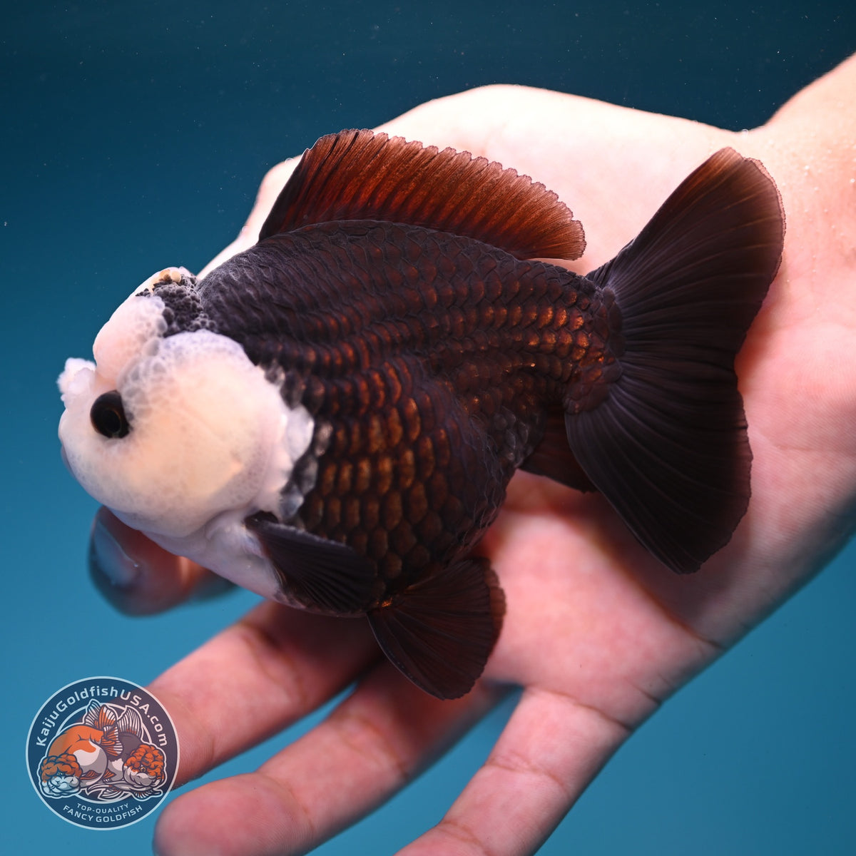 Panda Oranda 3.5 inch Body (260918_OR01)