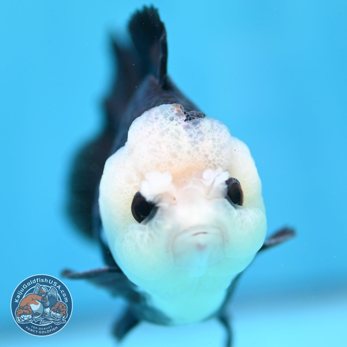Panda Oranda 3.5 inch Body (260918_OR01)