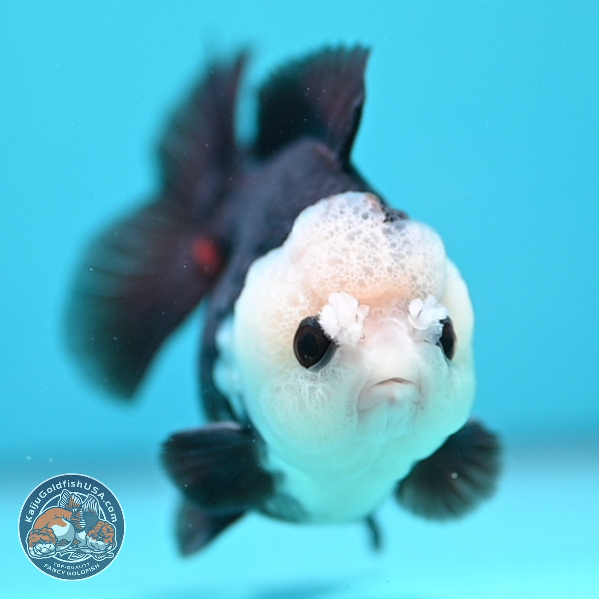 Panda Oranda 3.5 inch Body (260918_OR01)