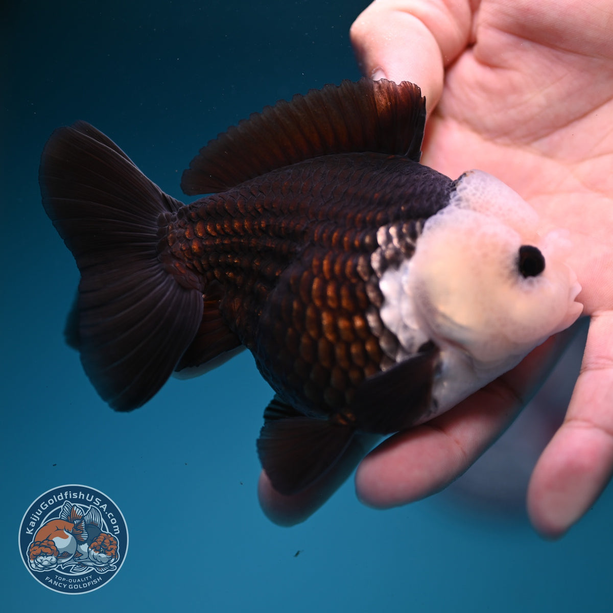 Panda Oranda 3.5 inch Body (260918_OR01)
